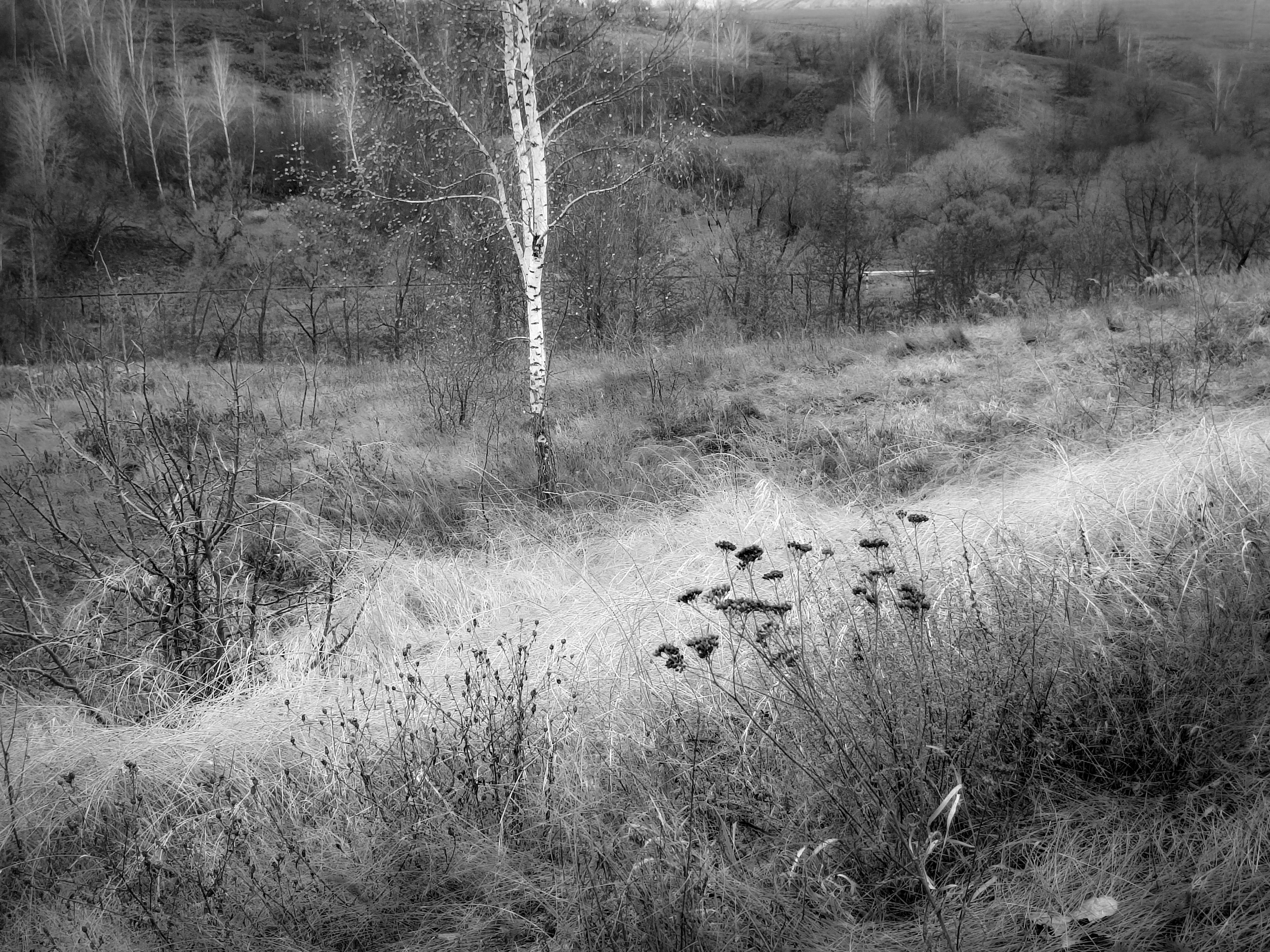 , Кондрашова Светлана