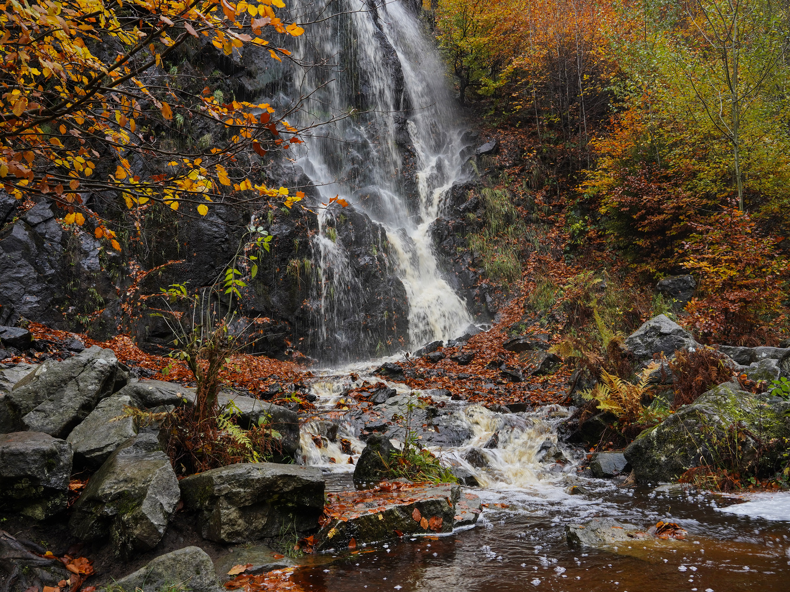 , Игорь Дубровский