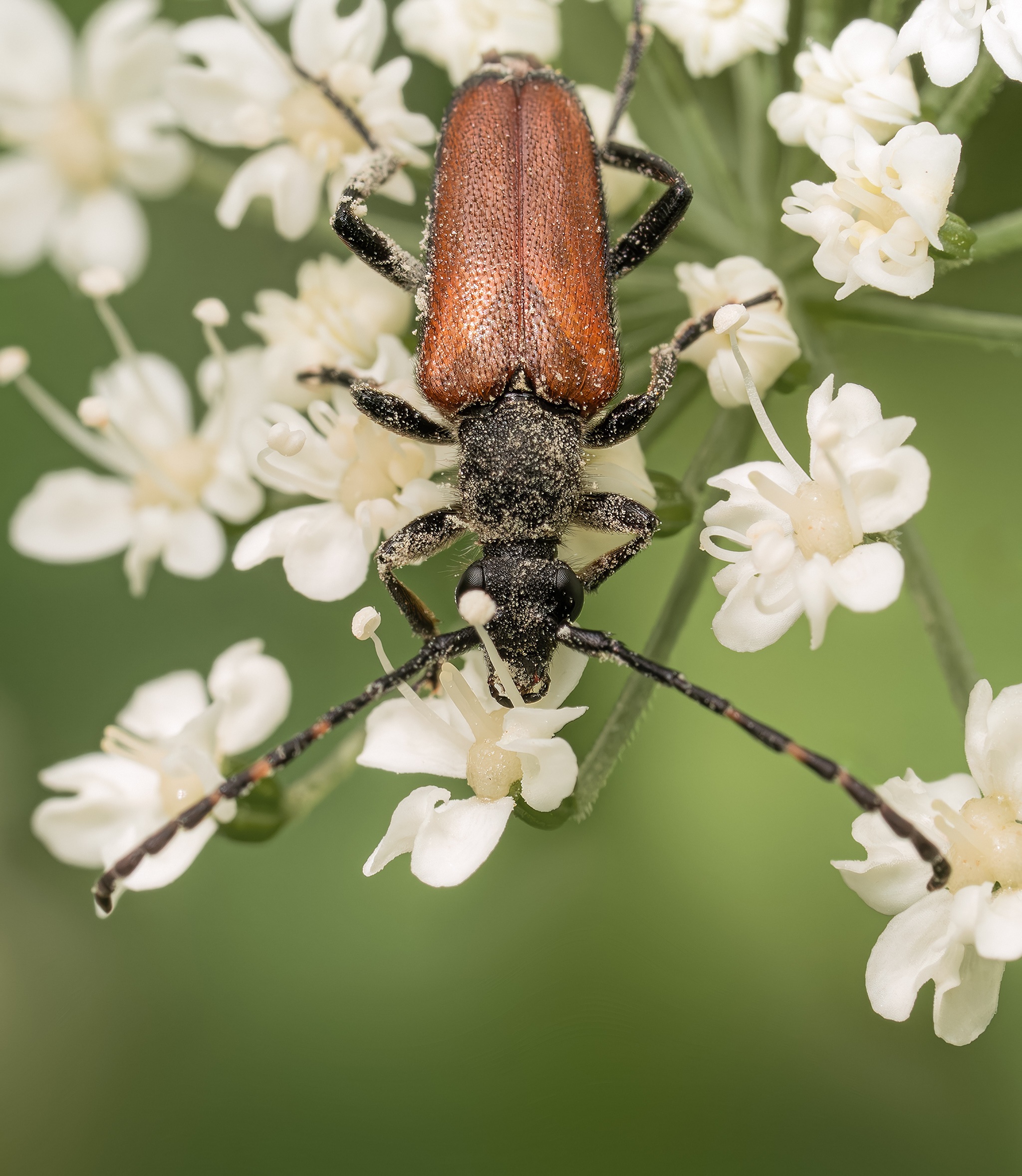 Насекомые лето макро жук , Ворожцова Марина