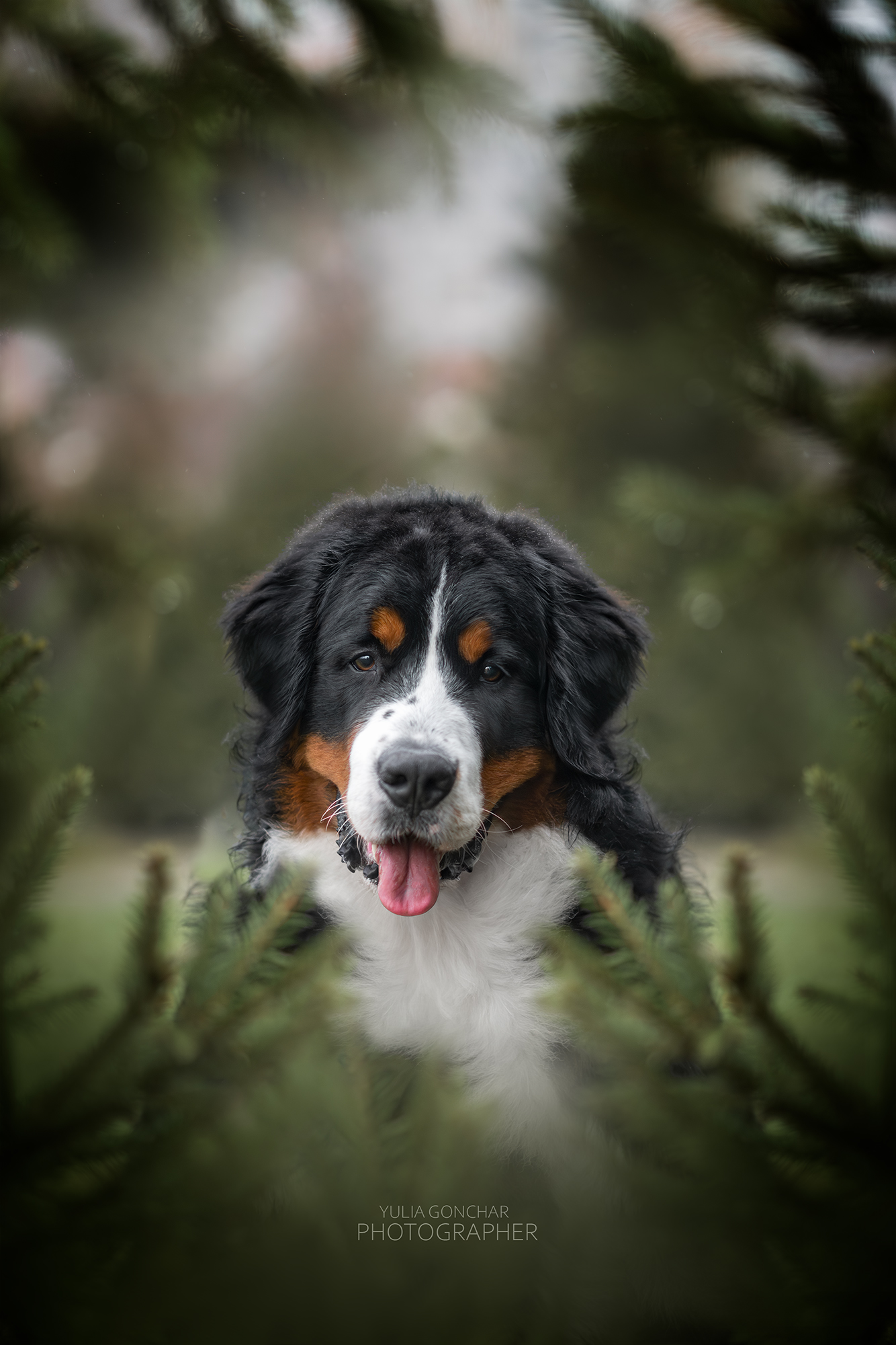 бернский зенненхунд, фотографии собак, собаки, Гончар Юлия