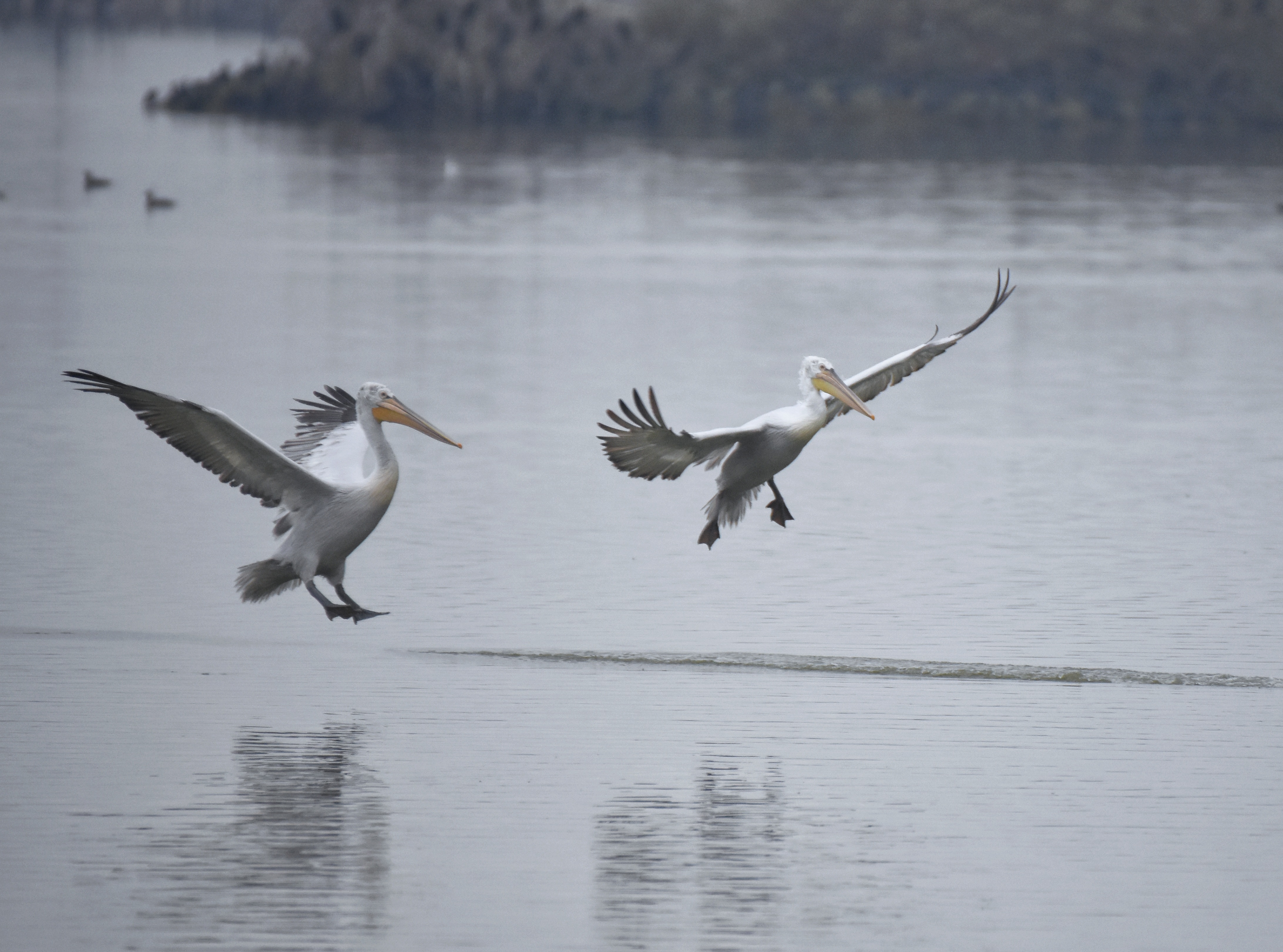 , Герчев Николай