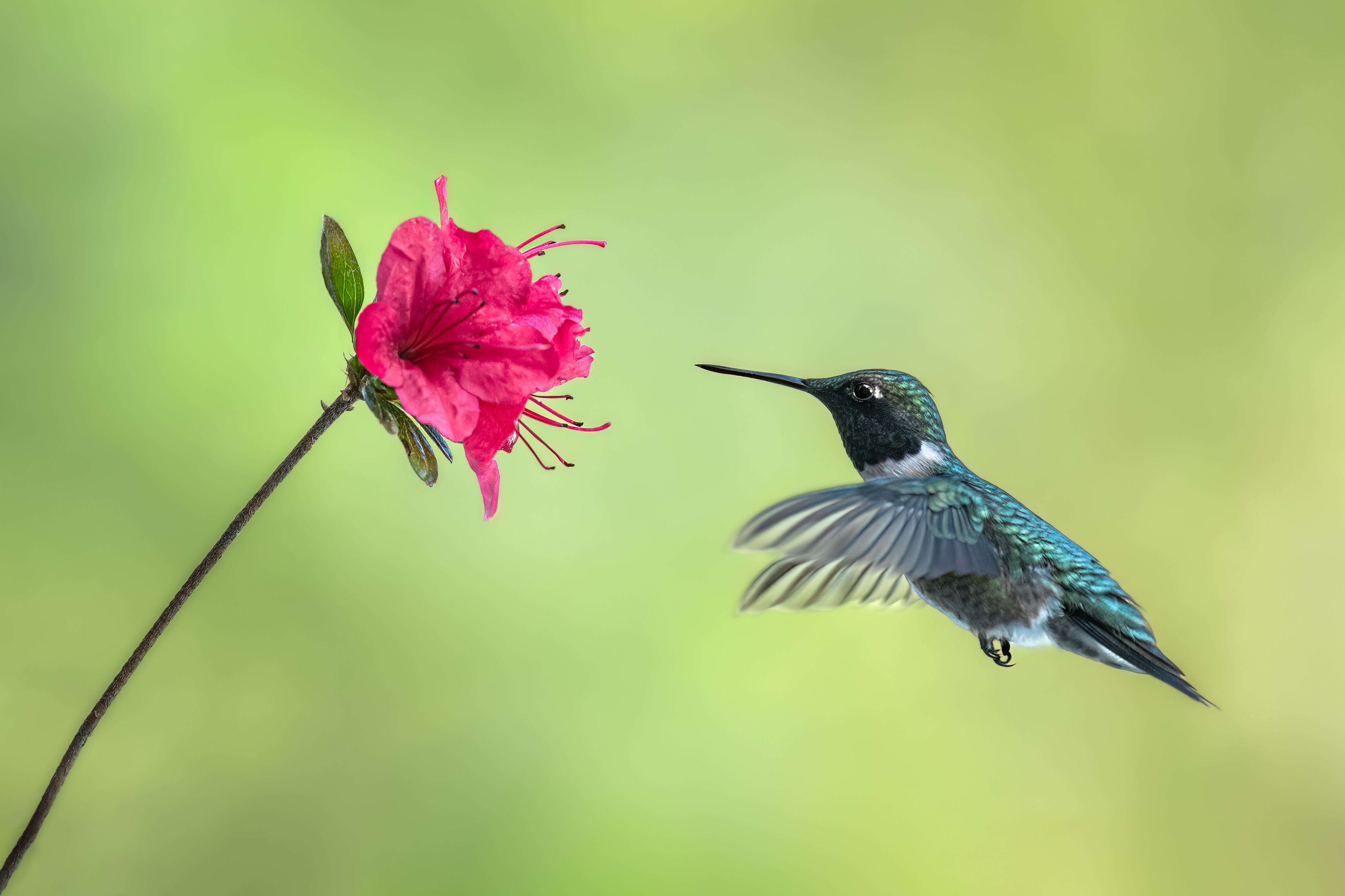 bird, humming, hummingbird, hummingbirds, hummer, rufous, nature, animals, wild, action, dynamic, Atul Saluja