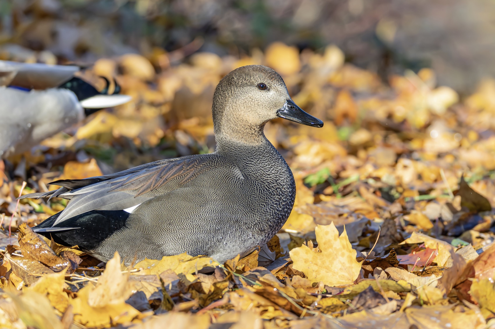 серая утка, утка, птицы, красная книга, осень, Ruslan Pl