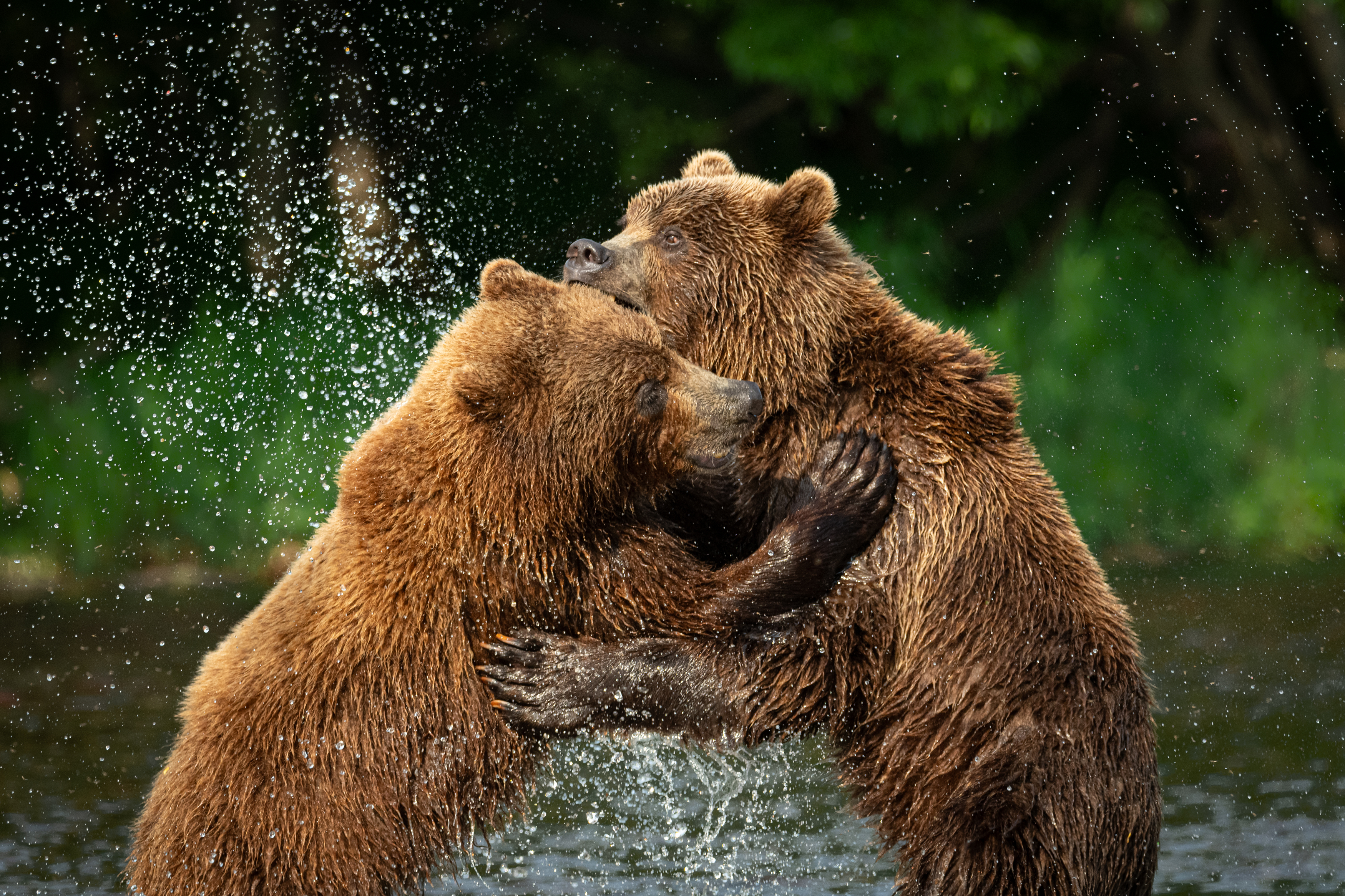 медведь, хищники, звери, драка, Камчатка, брызги, Степанова Татьяна