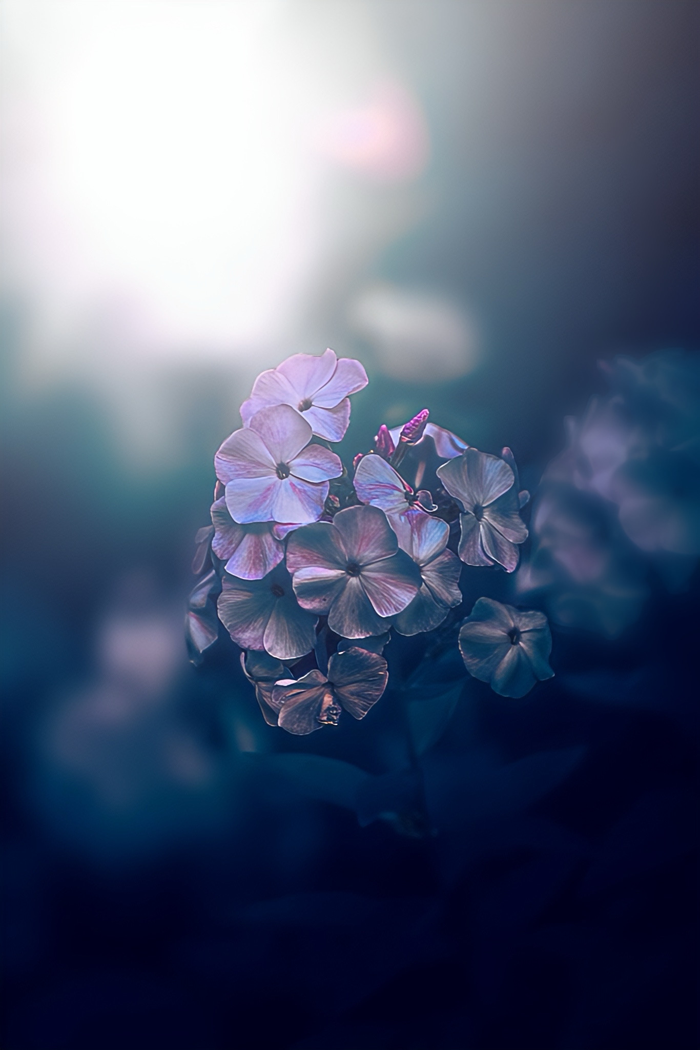 макро, macro, цветы, flower, флоксы, Julia Kaissa