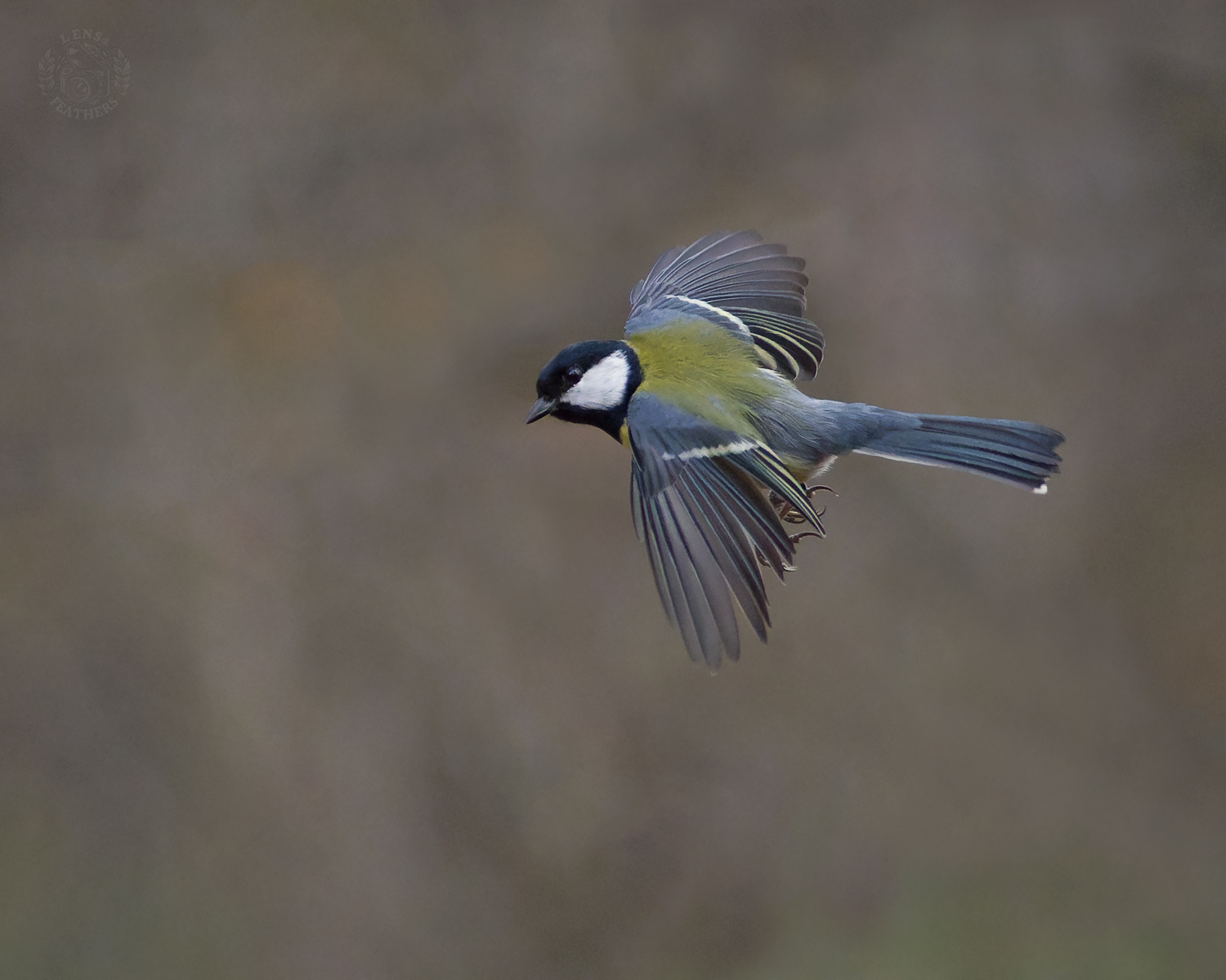 , Евгени Стефанов