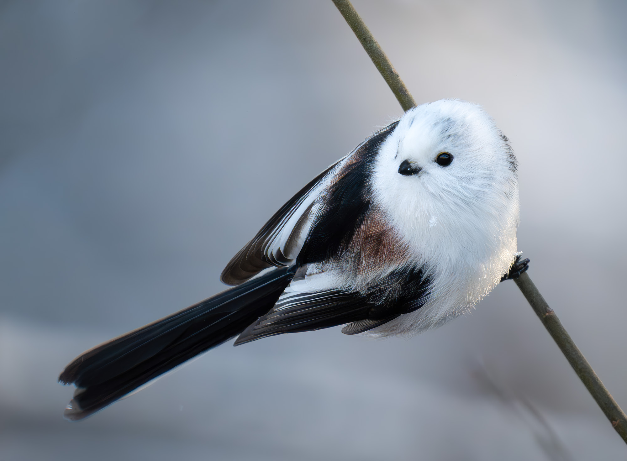 Ополовник, птица , Пушкарева Василиса
