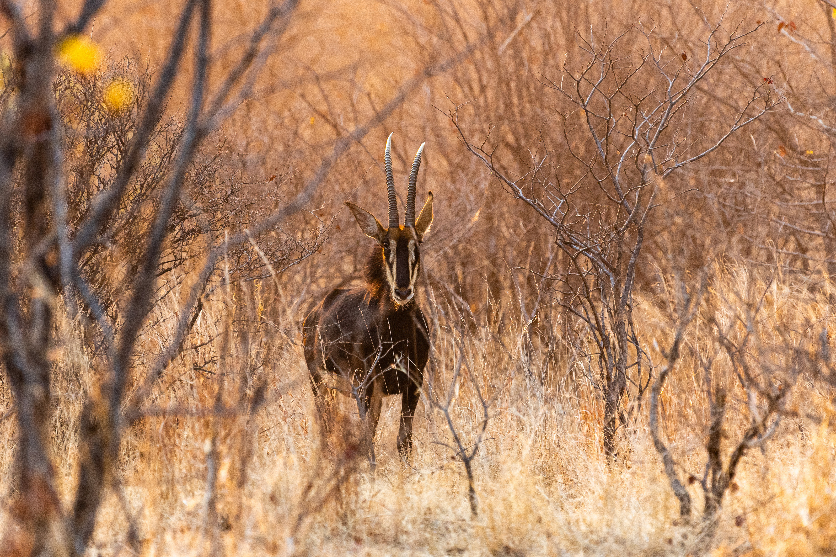 , Николаев Дмитрий