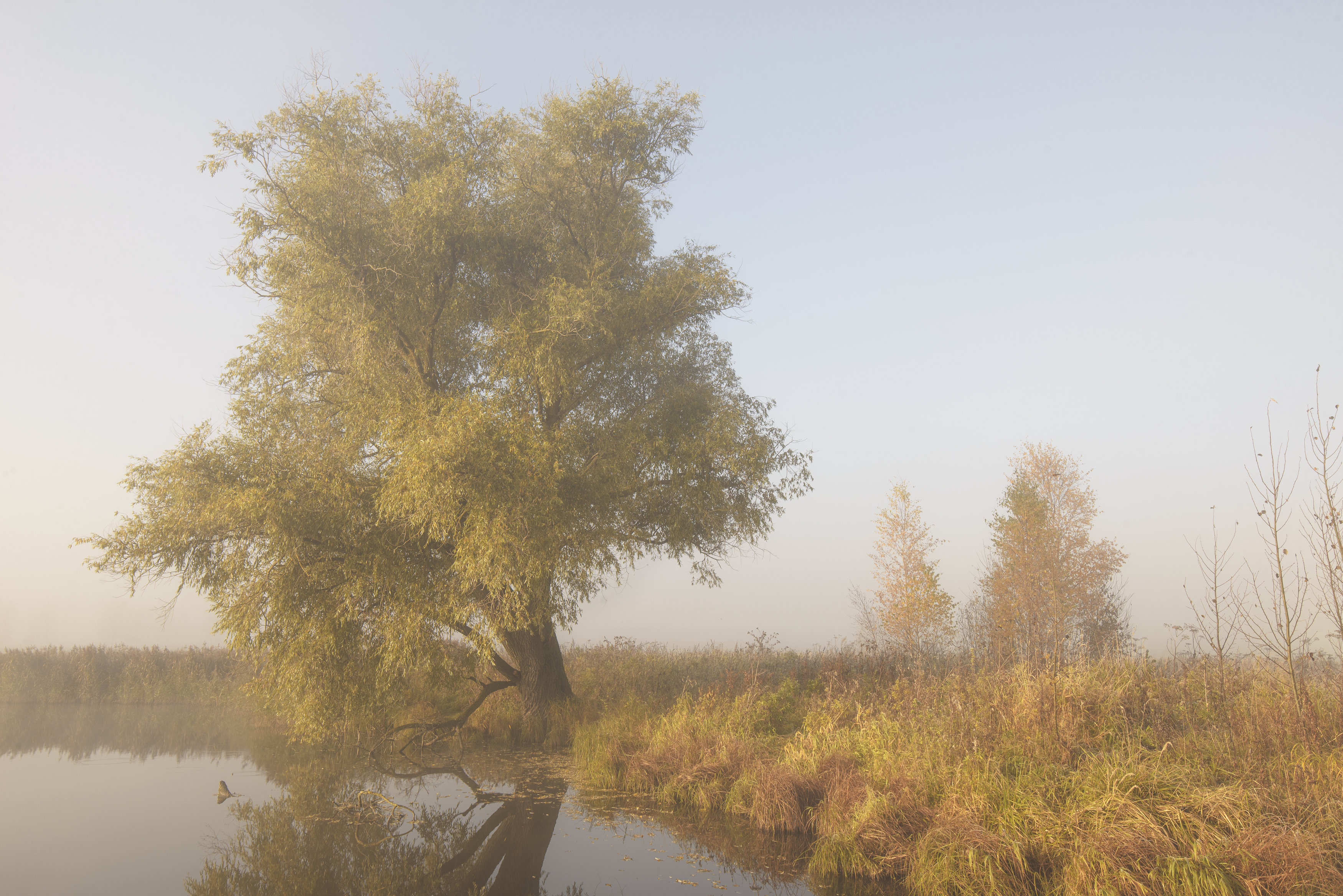 , Максим Вышарь