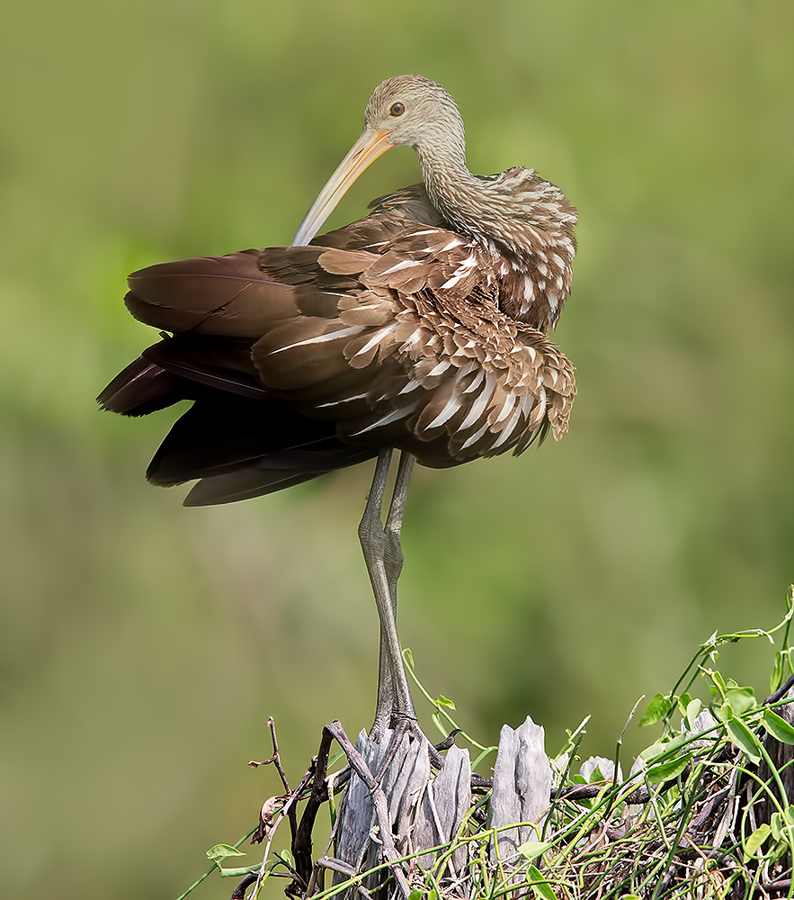 limpkin, пастушковый журавль, журавль, florida,флорида, Etkind Elizabeth