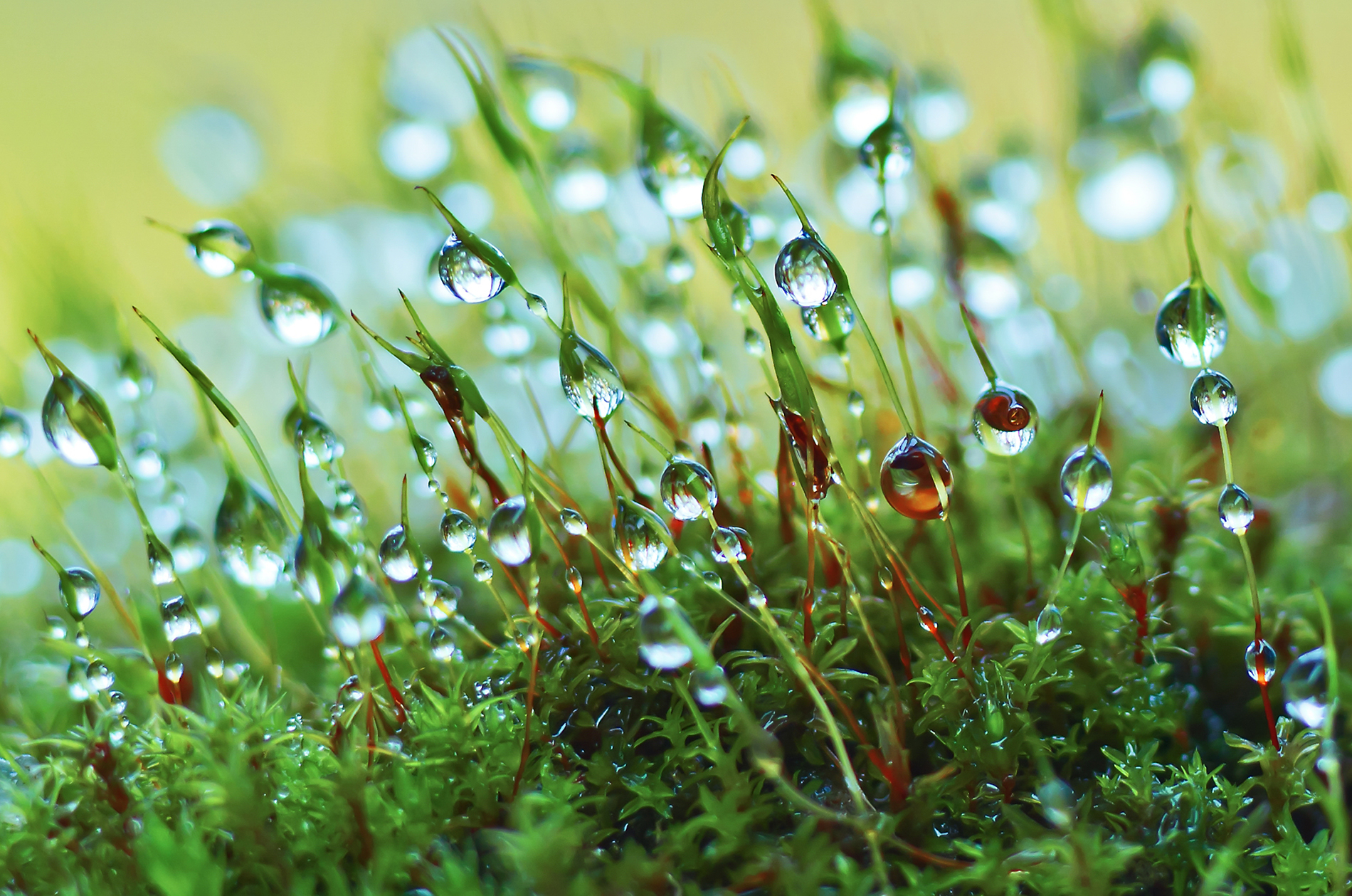 Макро, вода, мох, лето,, Kudryavtsev Pavel