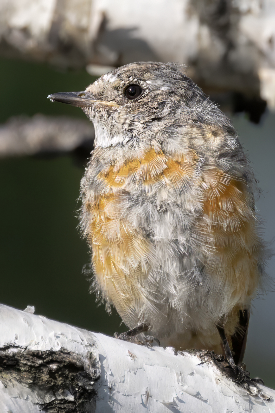 птицы, горихвостка, Abdalova Tatiana