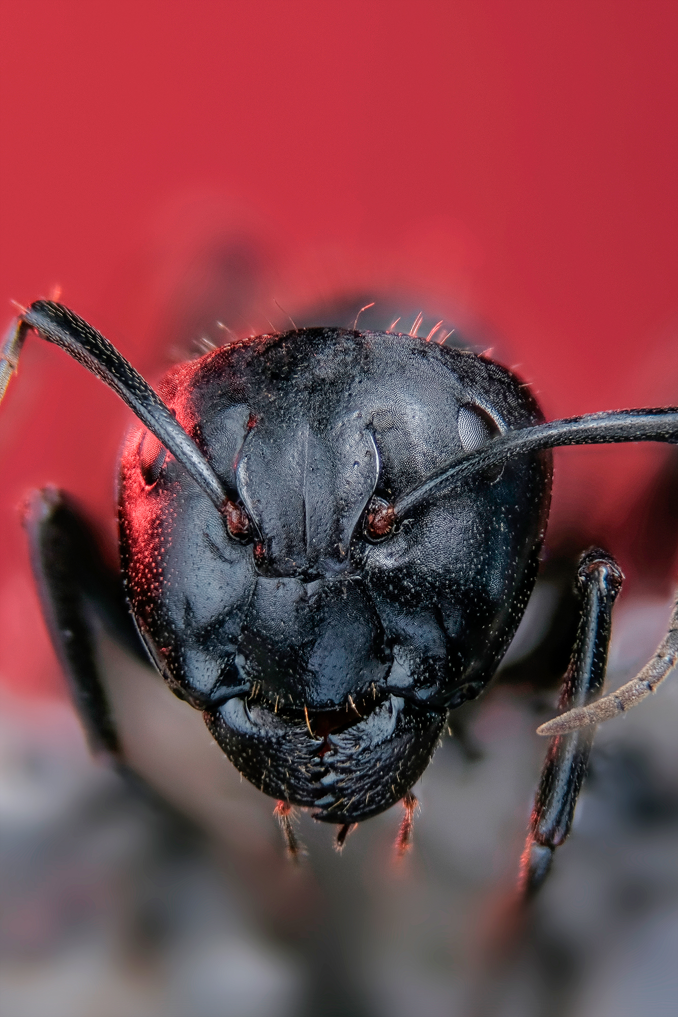 #макросъёмка #макромир #макрофото #макросъемканасекомых #макро_насекомые #мирнасекомых #насекомые #жуки #бабочки #энтомология #природа #фауна #красотаприроды #фото_насекомых #фотоприроды #природавокруг #увеличение #ультрамакро #интересныенасекомые #подпри, Васильев Роман