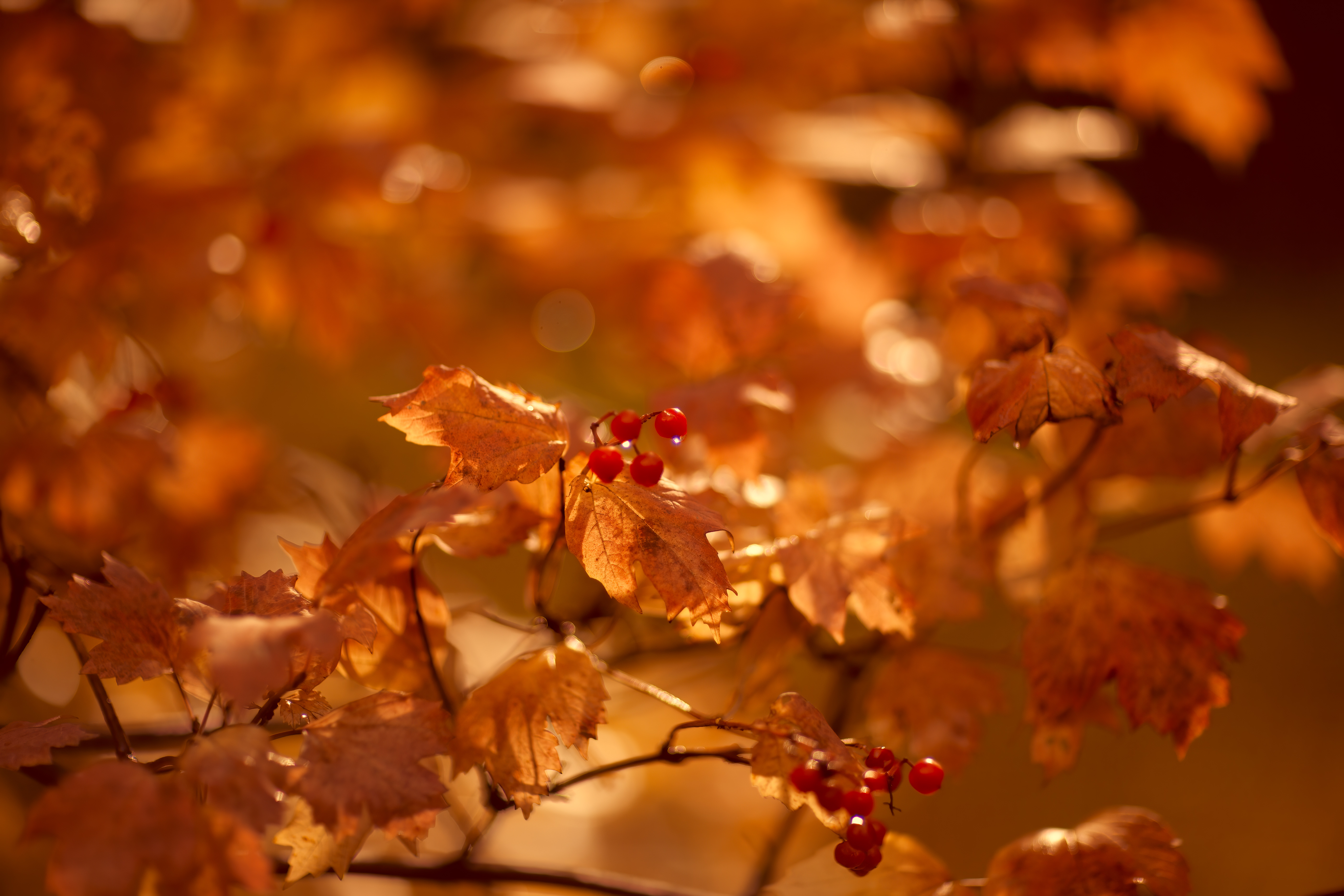 , Булатов Дмитрий