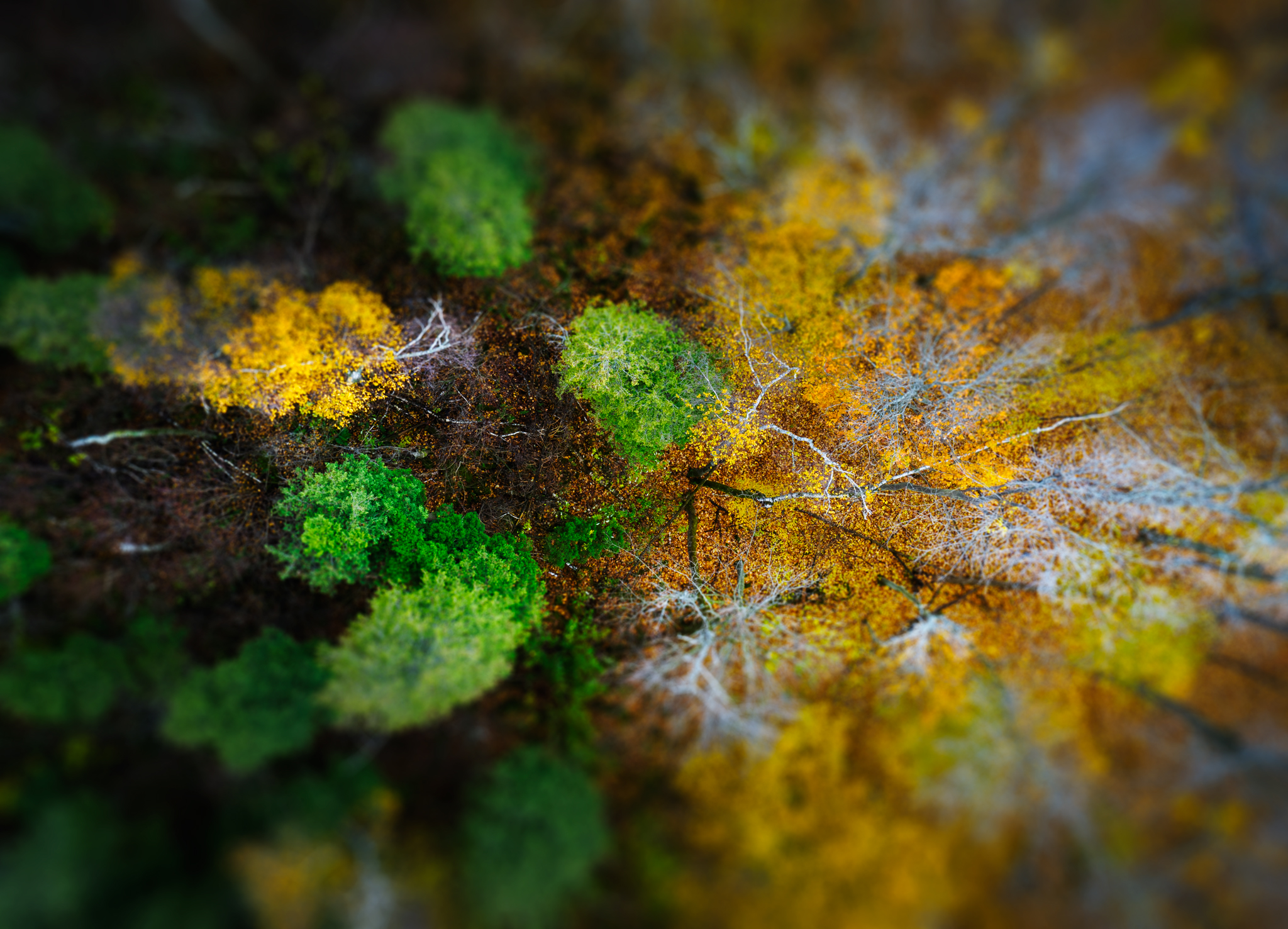 canada, oliage, forest, differentspeciest, lush, aerial, conservationarea, nature, ontario, wild, colors, autumn, yellow, dance, divided, forestsofcanada, dronephotography, forestinfall, goldenforest, autumnforest, yellowforest, naturalcolors, birdsview, , Radovanovic Marko