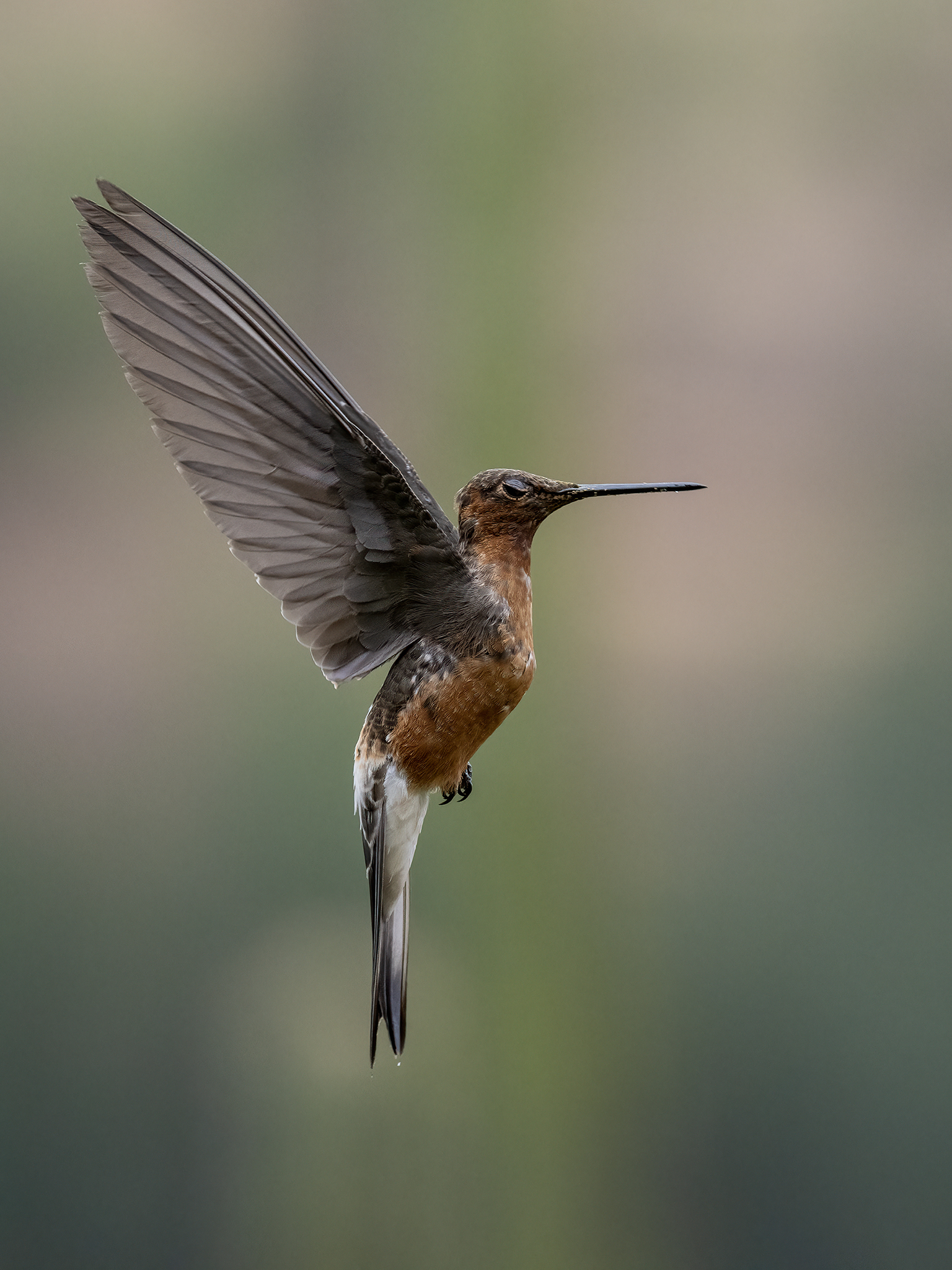 , Fernando Burgalin Sequeira