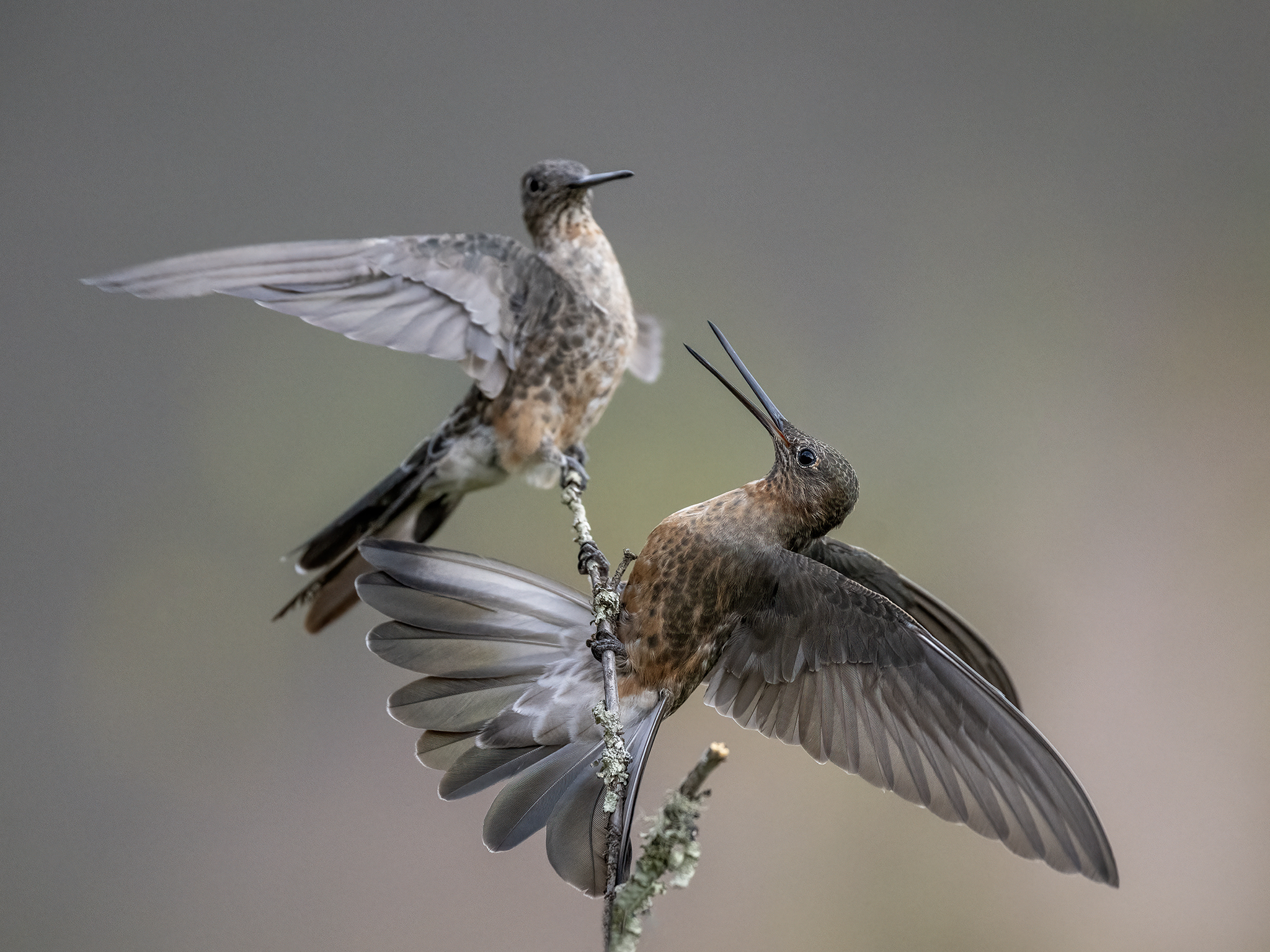 , Fernando Burgalin Sequeira