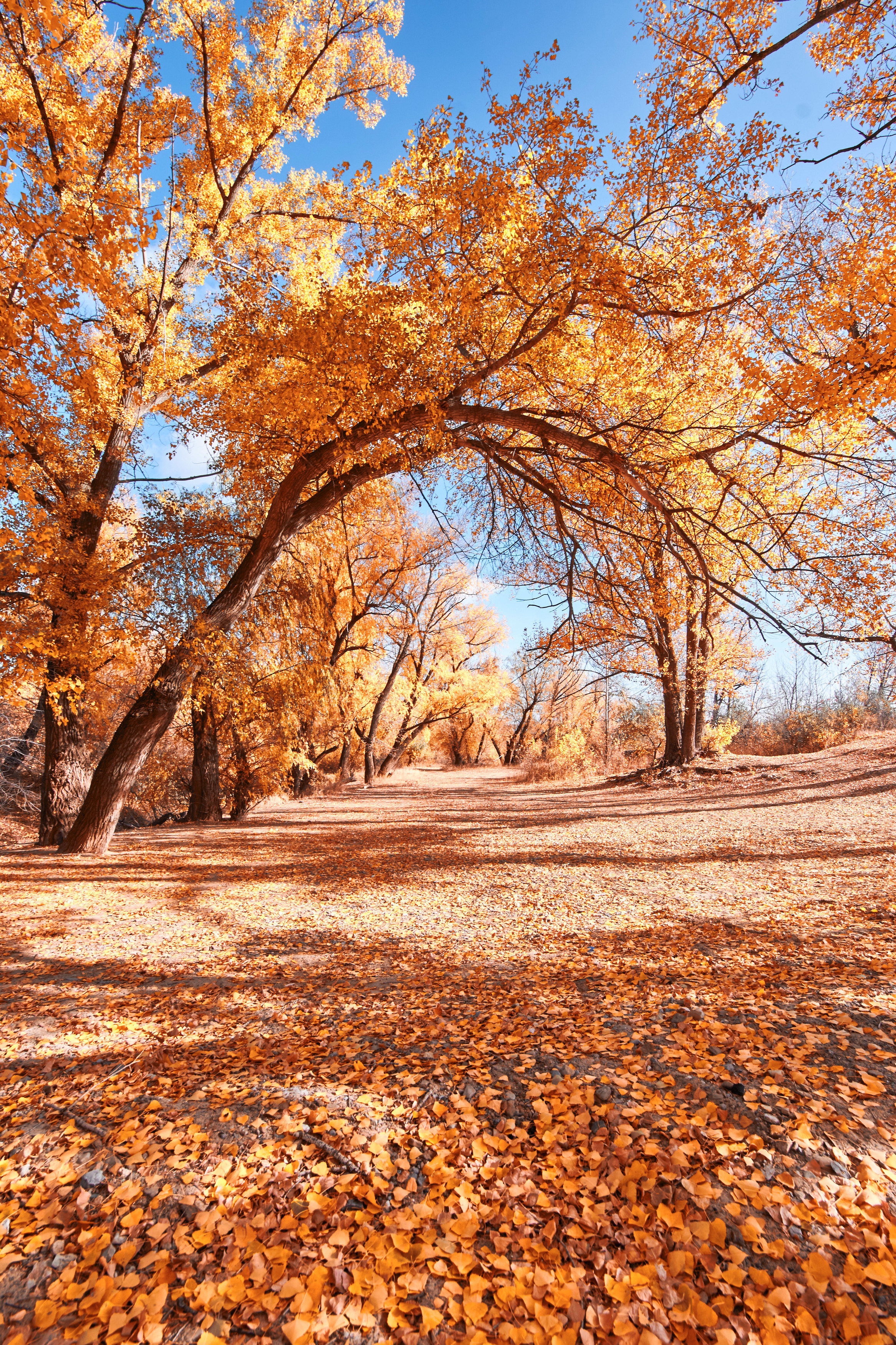 осень, волгоград, , Павел Сторчилов