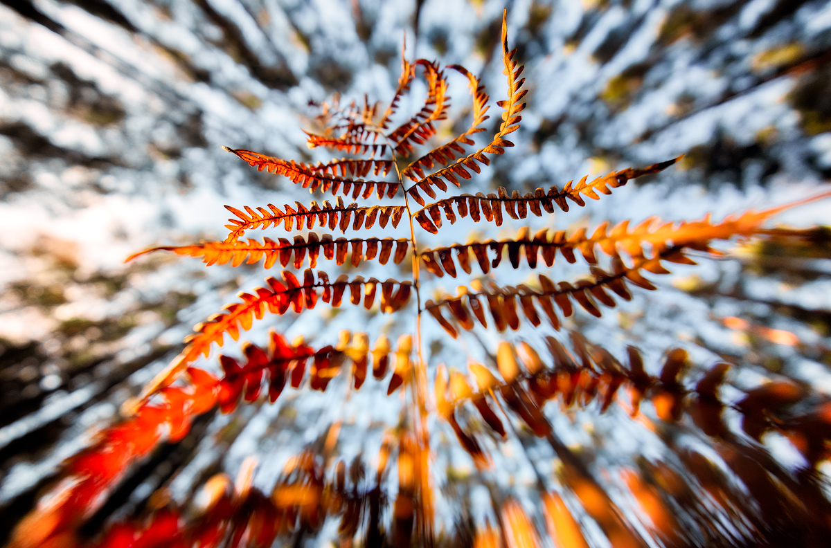fern, nature, forest, leaf, Wojciech Grzanka