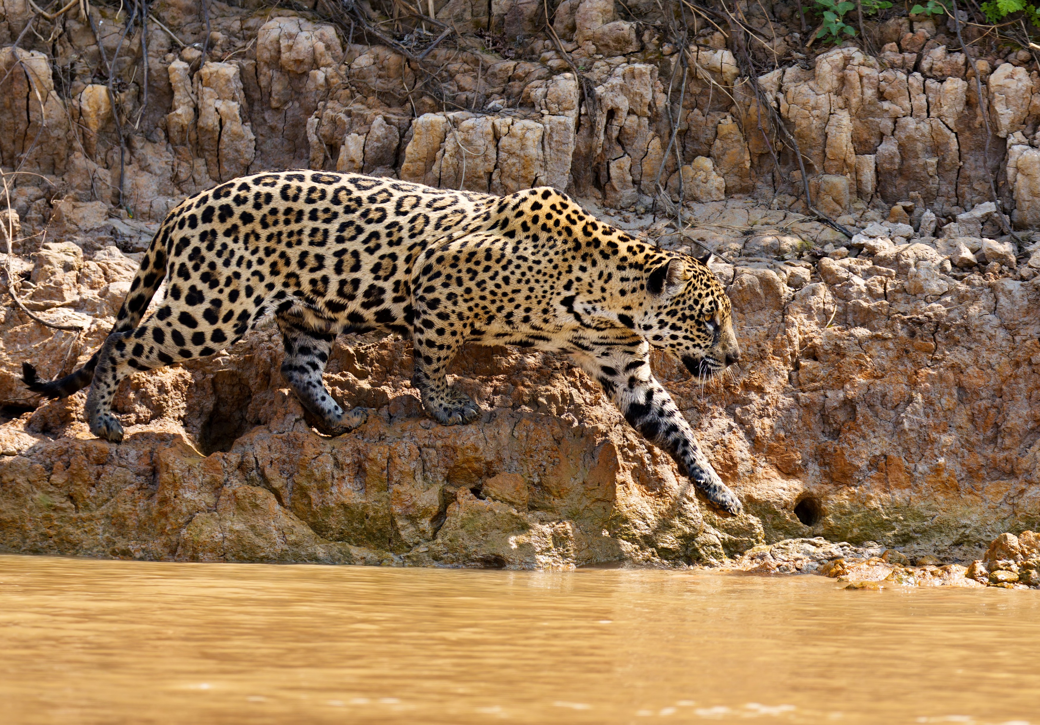 , Игорь Щербаков