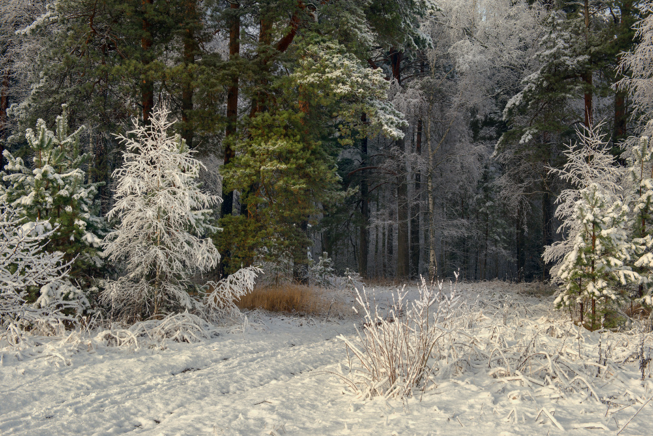 лес утро свет сосны снег опушка серково, Алексеев Дмитрий