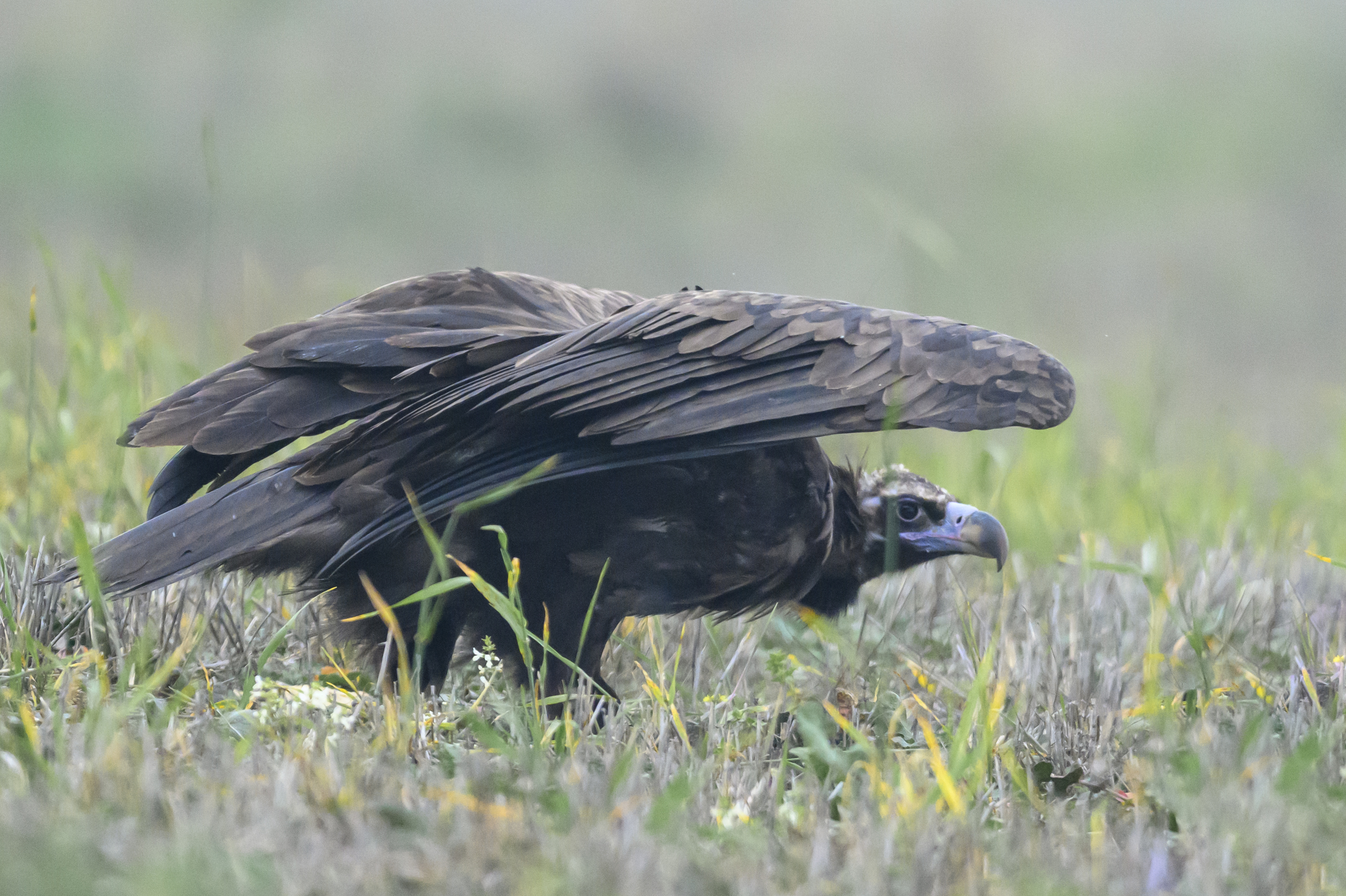 , Пупонин Сергей