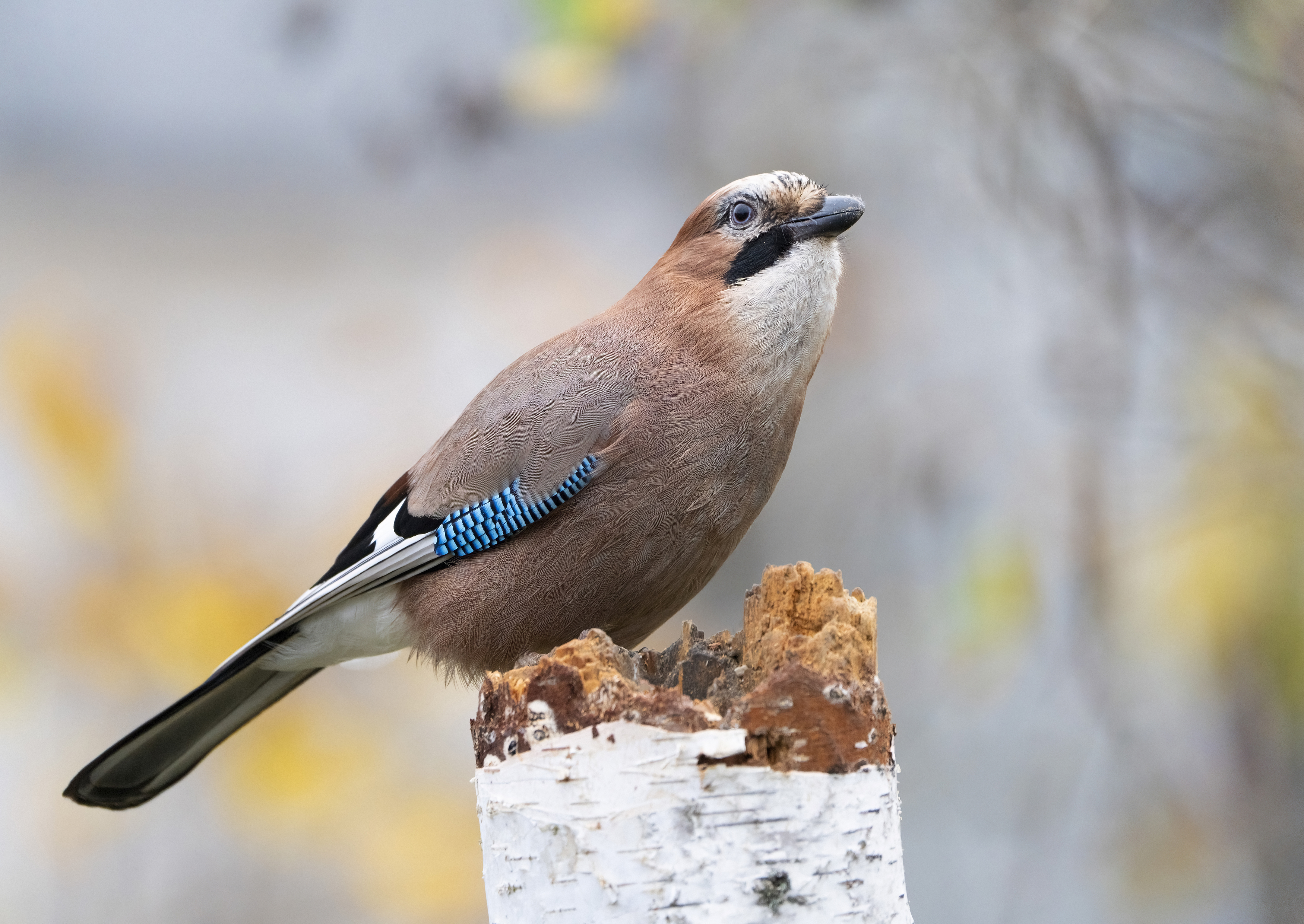 птицы,природа, осень, Андрей Киселёв