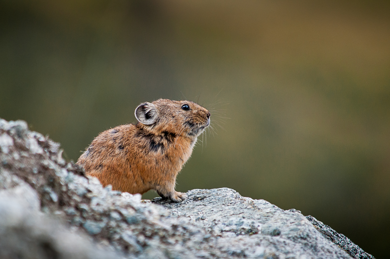 пищуха, грызун, Алтай, Anton
