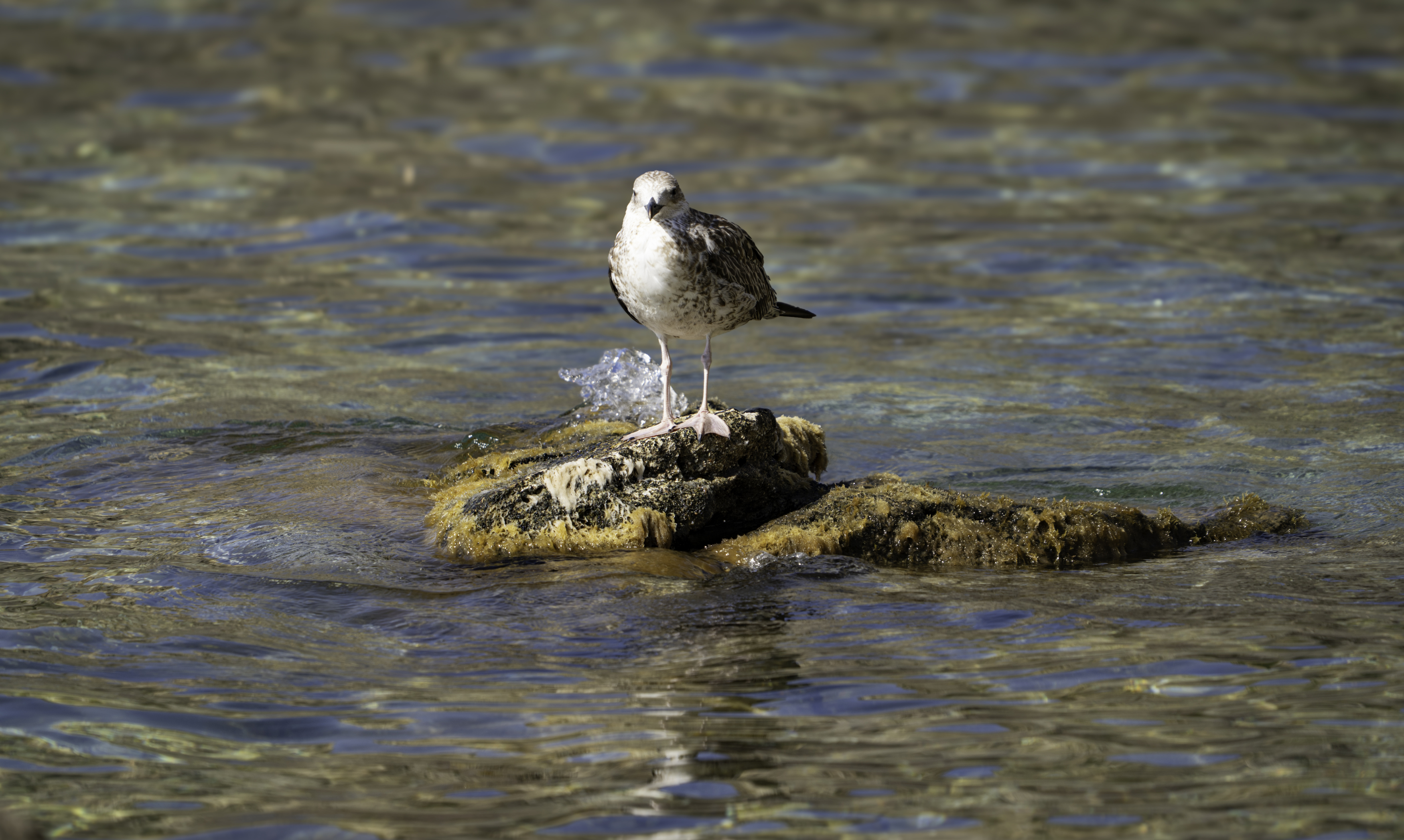 Россия, Крым, Севастополь, мыс Фиолент, Мраморная бухта, Яшмовый пляж, чайка,, Гаврилов Юрий