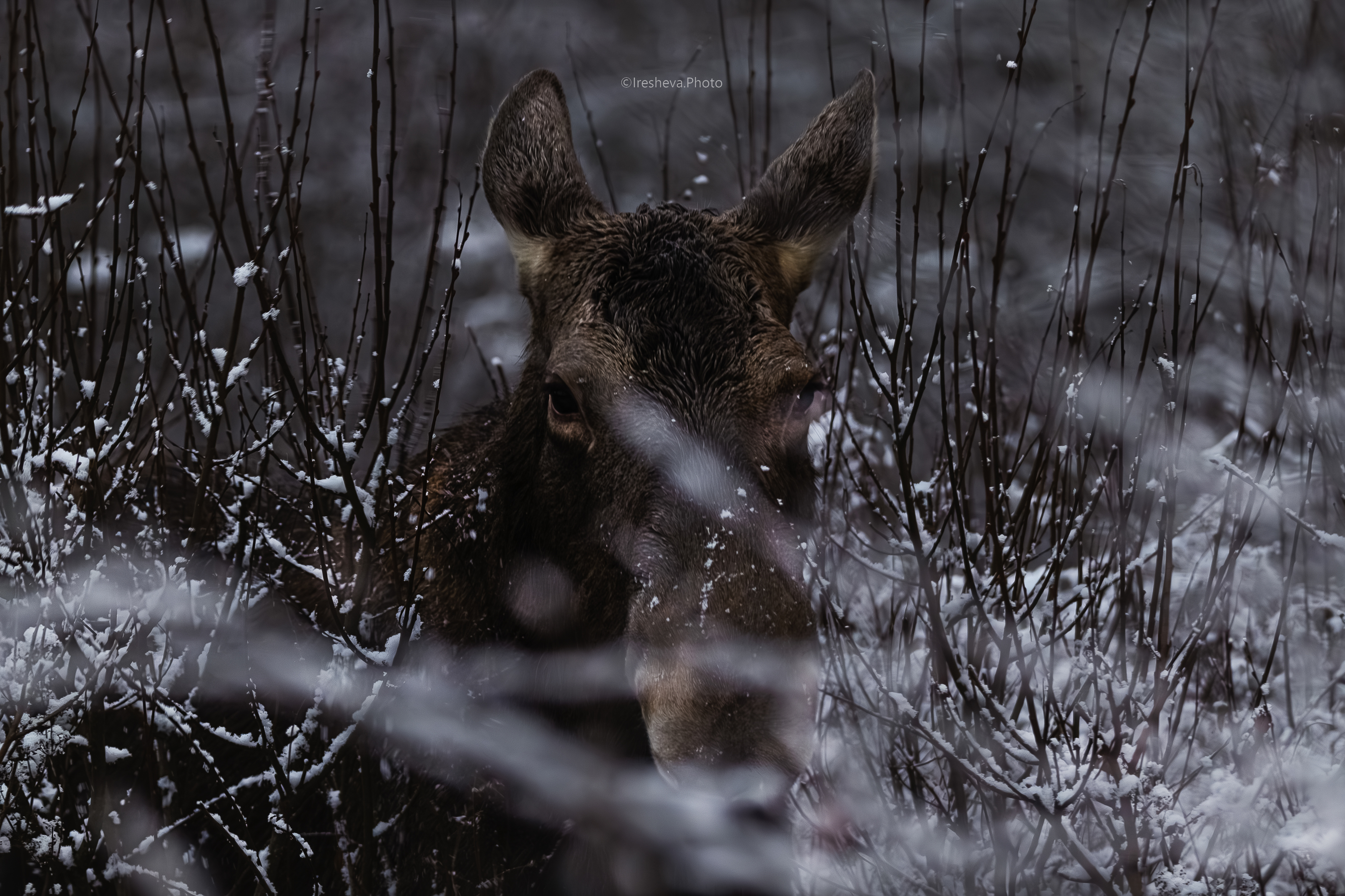 лось, Ирешева Мария