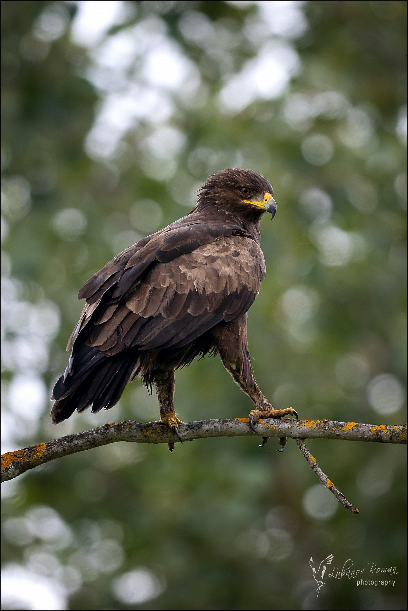 , Лобанов Роман