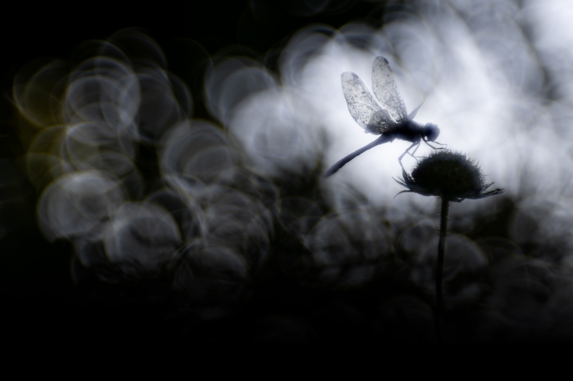 , Кузнецов Дмитрий