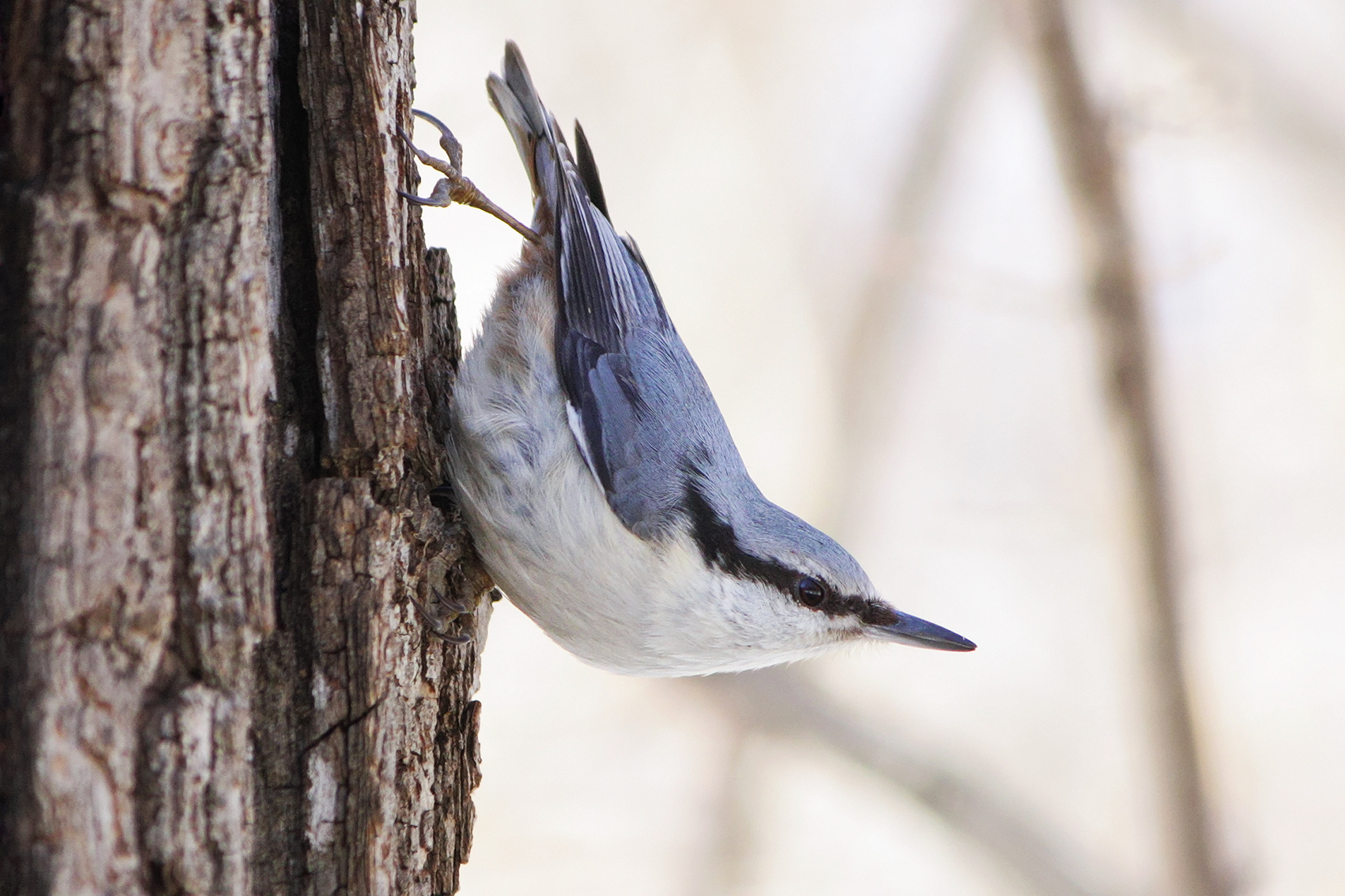 поползень, обыкновенный поползень, ямщик, sitta europaea, КарОл