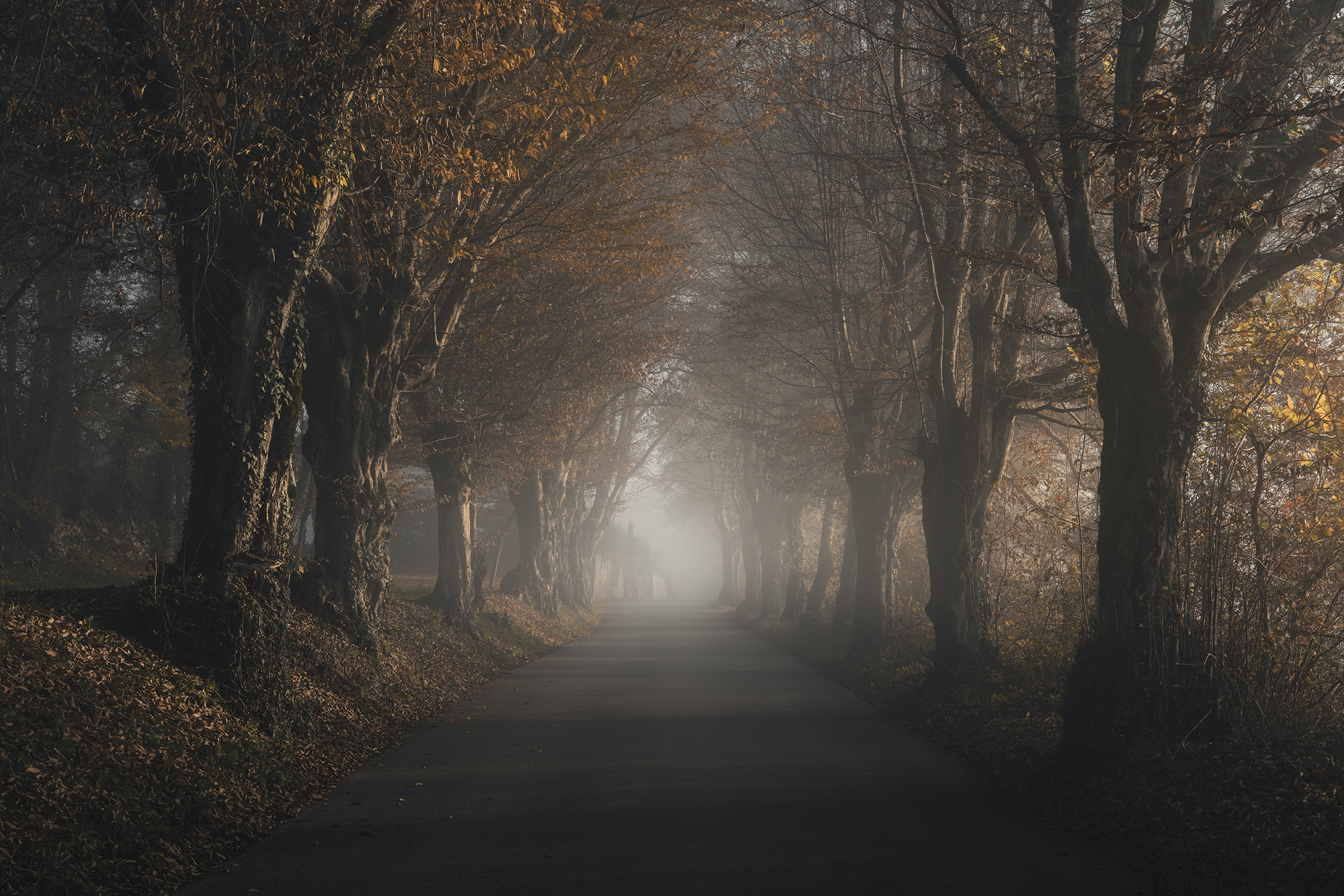 , de Franzoni Thomas