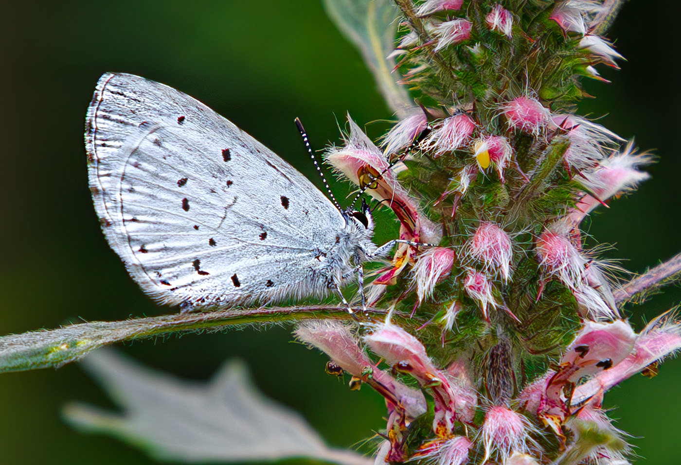 насекомые, бабочка, голубянка, весенняя, лето, июль, Борис Новиков