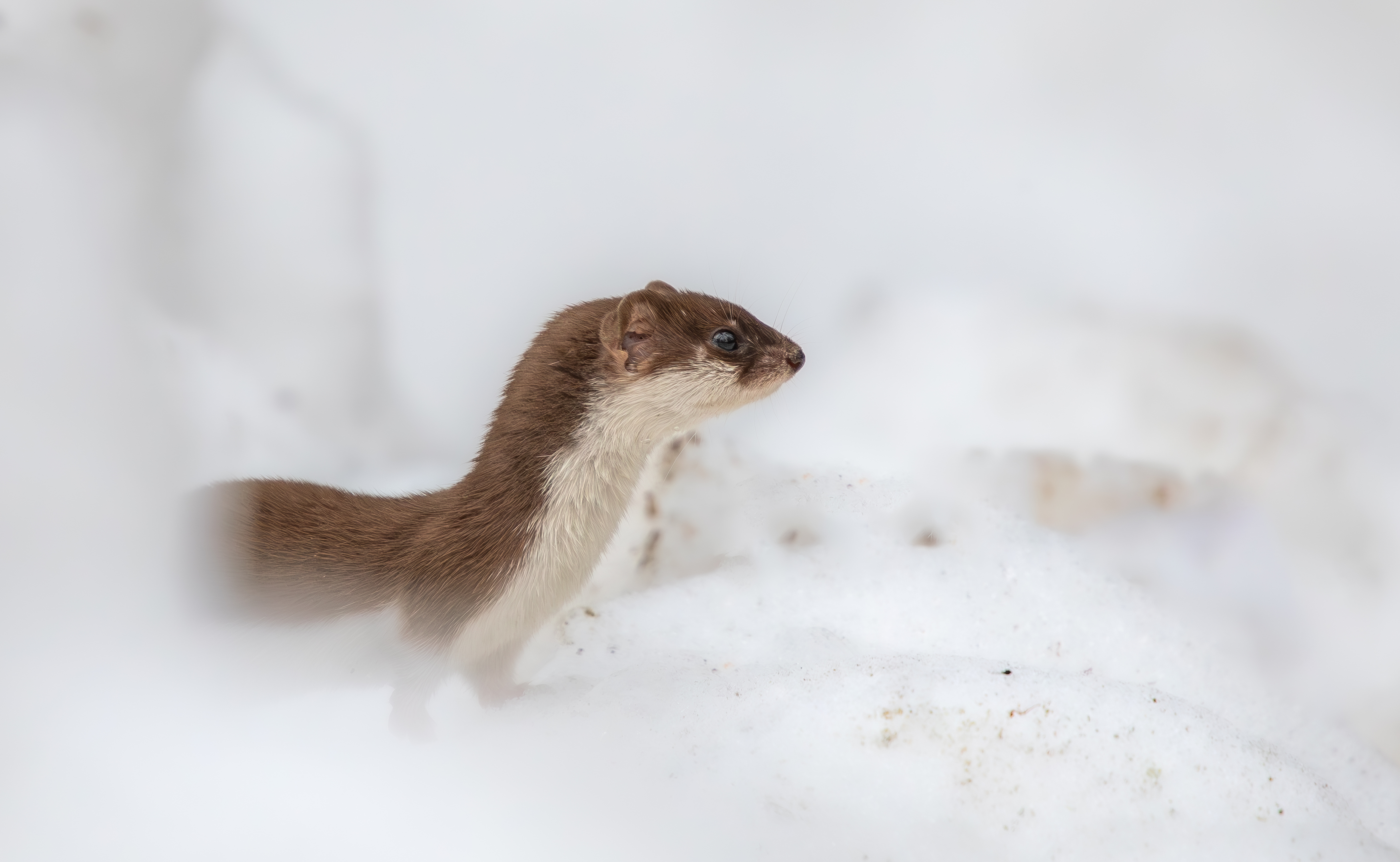 , Веревченко Михаил
