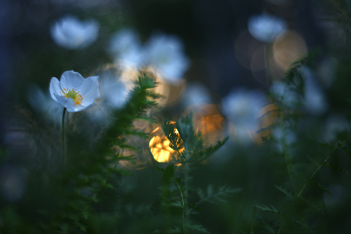 макро, природа, боке, цветы, анемон, анемоны, блик, лес, весна, май, macro, nature, flowers, Sokolova Tatiana