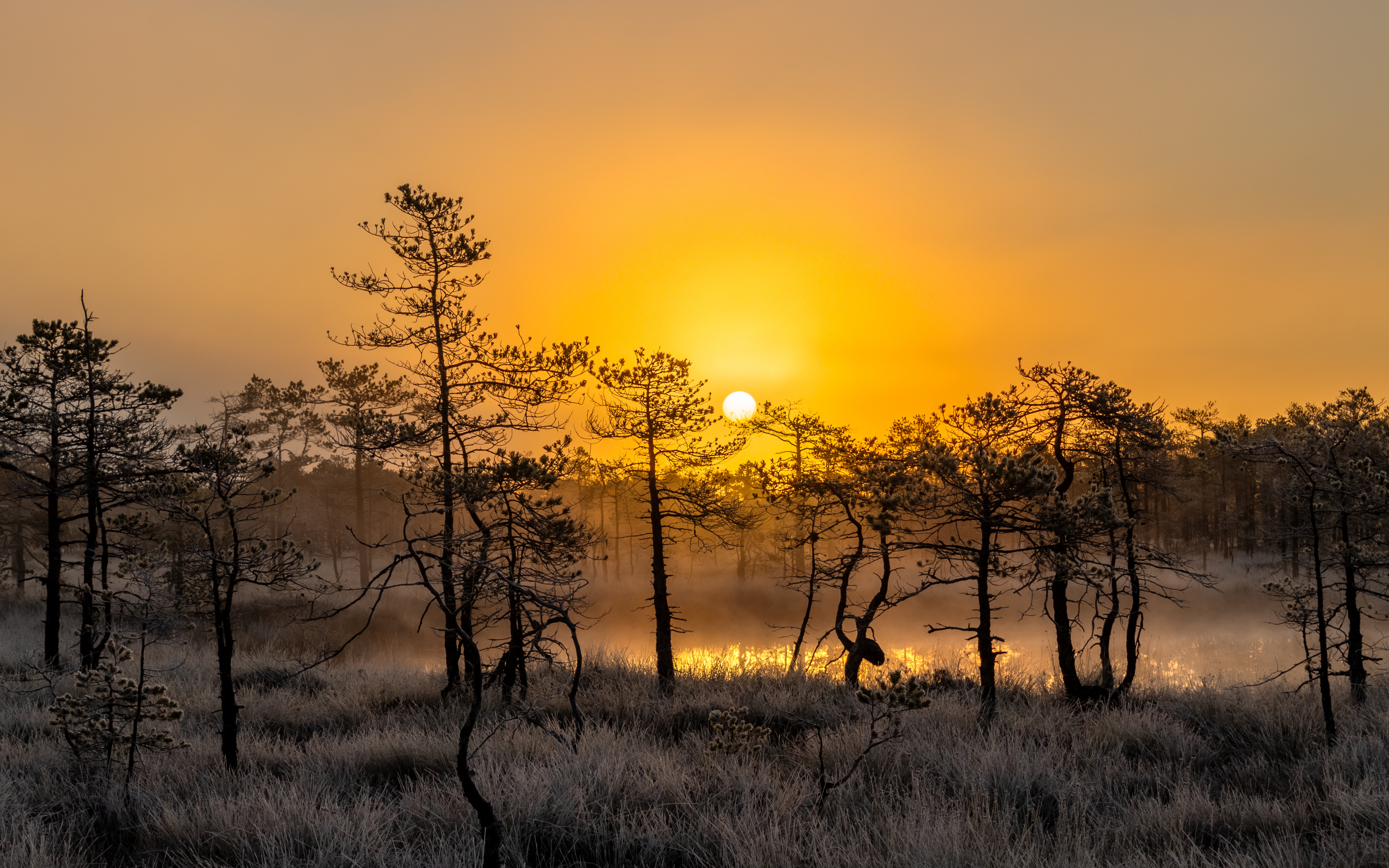 , Комарова Вера