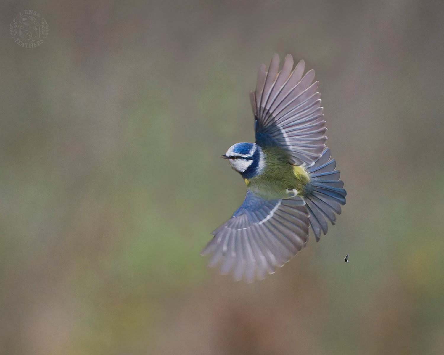 , Евгени Стефанов