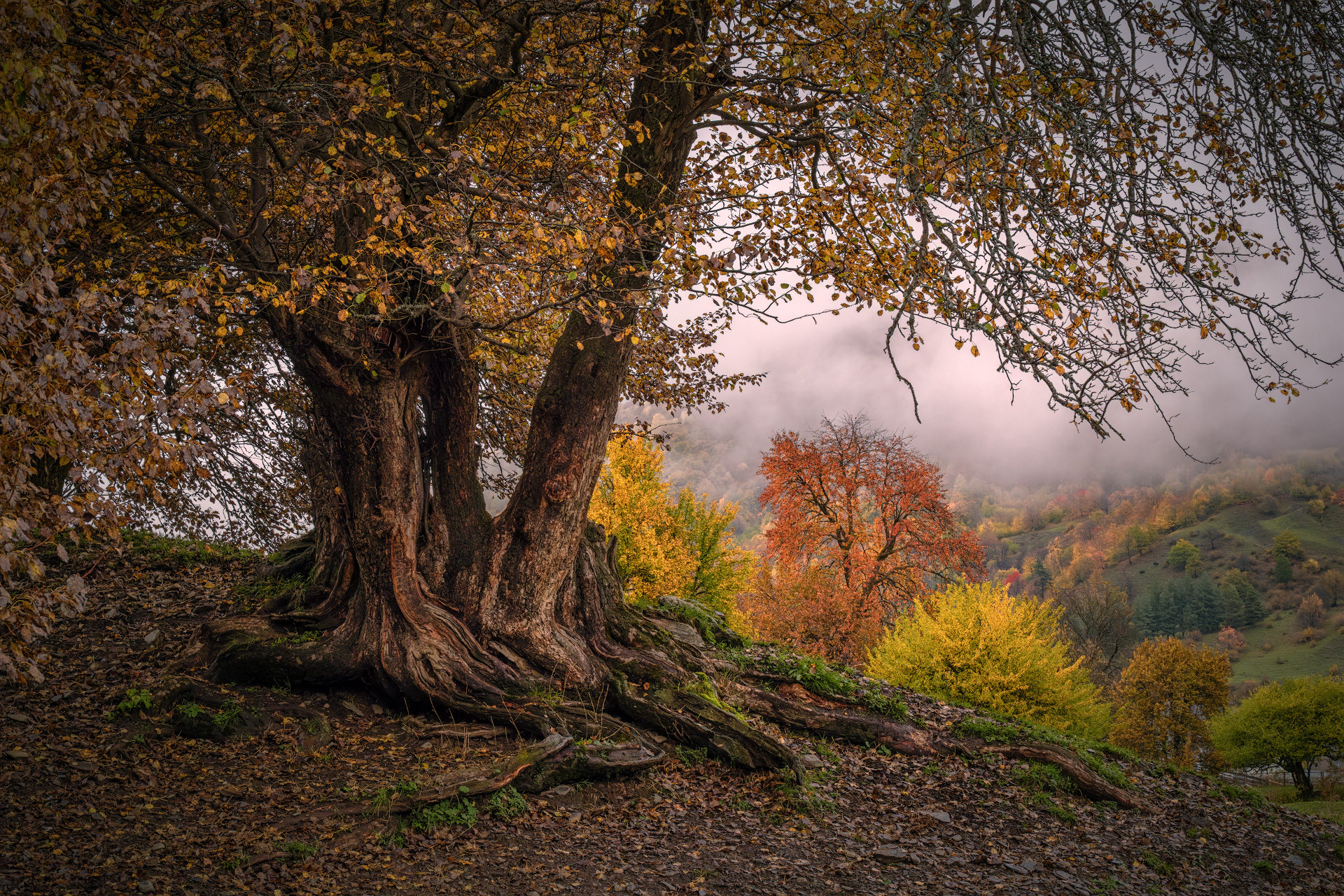 becho, nashtkoli, fall, autumn, trees, yellow, red, leaves, svaneti, mountains, clouds, sky, nature, landscape, scenery, travel, outdoors, georgia, sakartvelo, chizh, Чиж Андрей