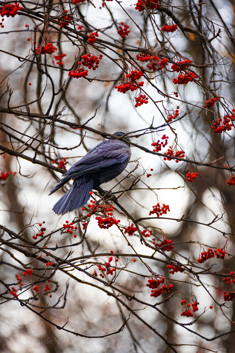 , Чудинин Дмитрий