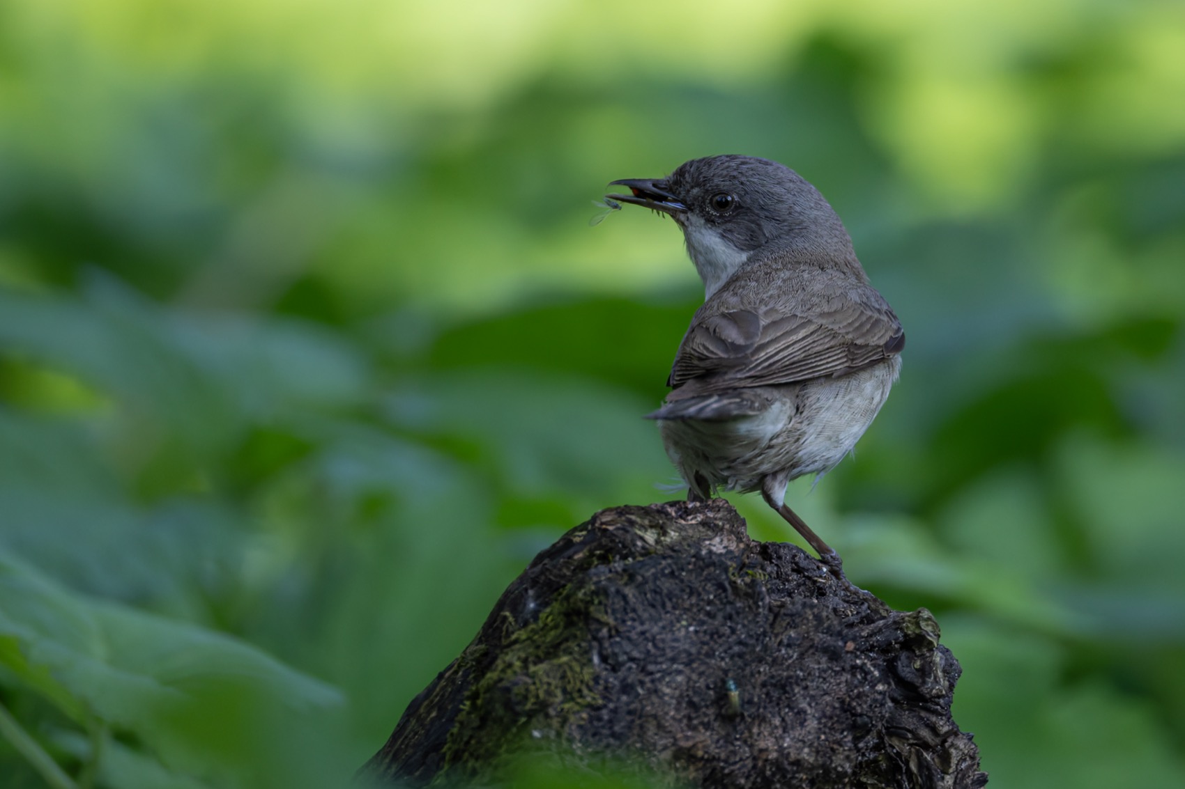 славка-завирушка, славка-мельничек, славка, птенец, птицы, Ruslan Pl