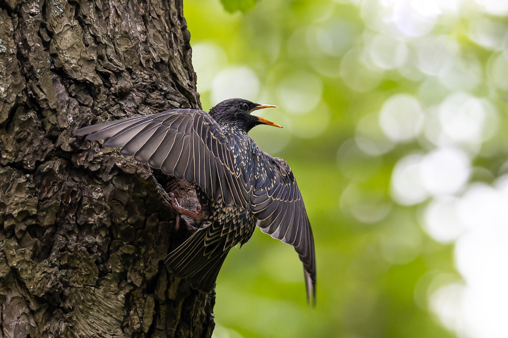 скворец, гнездо, дупло, птицы, Ruslan Pl