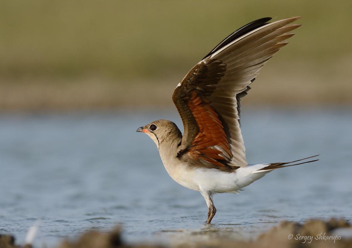 , Сергей Шкарупо