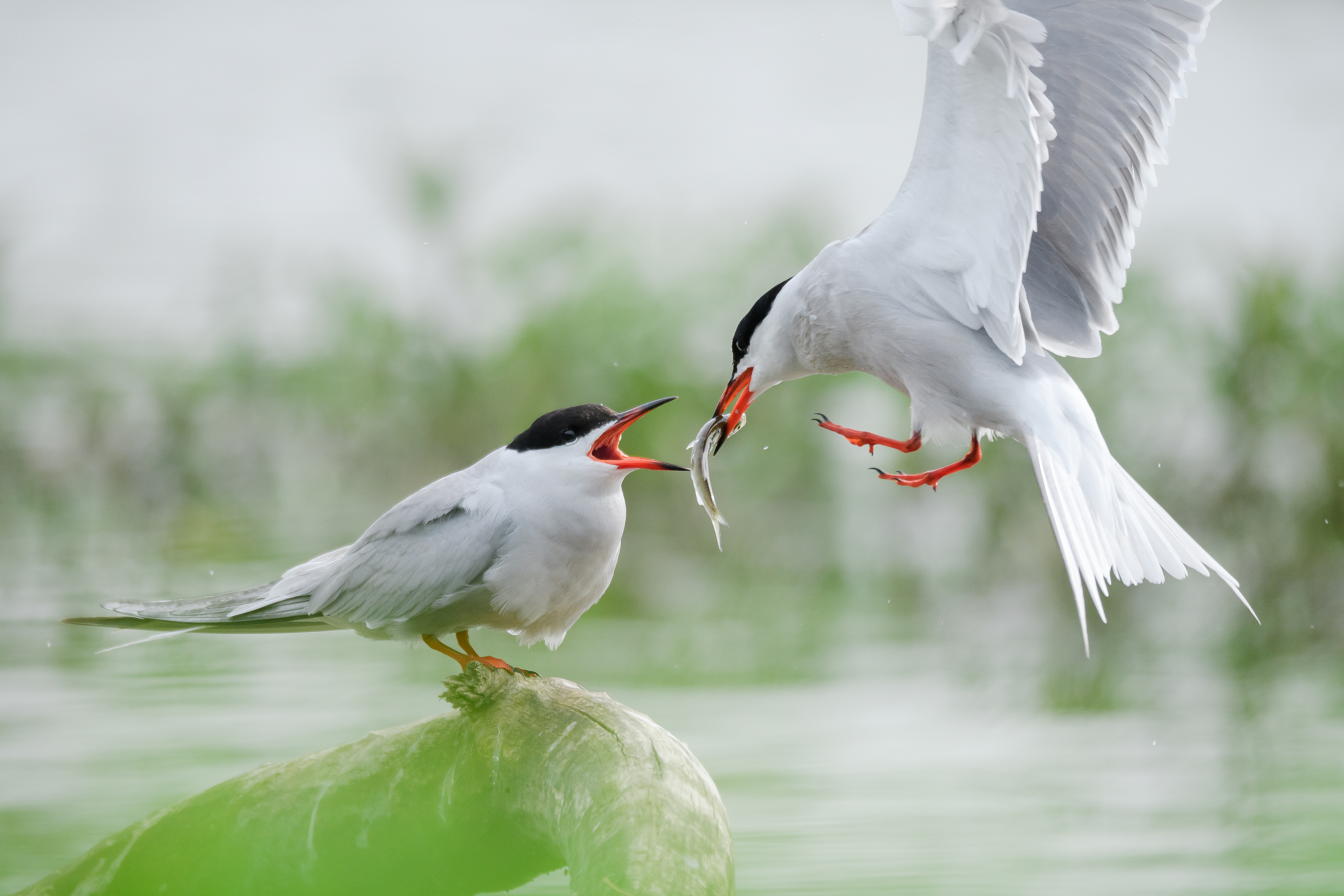 речная крачка, забота, подарок, брачные игры, Соварцева Ксения