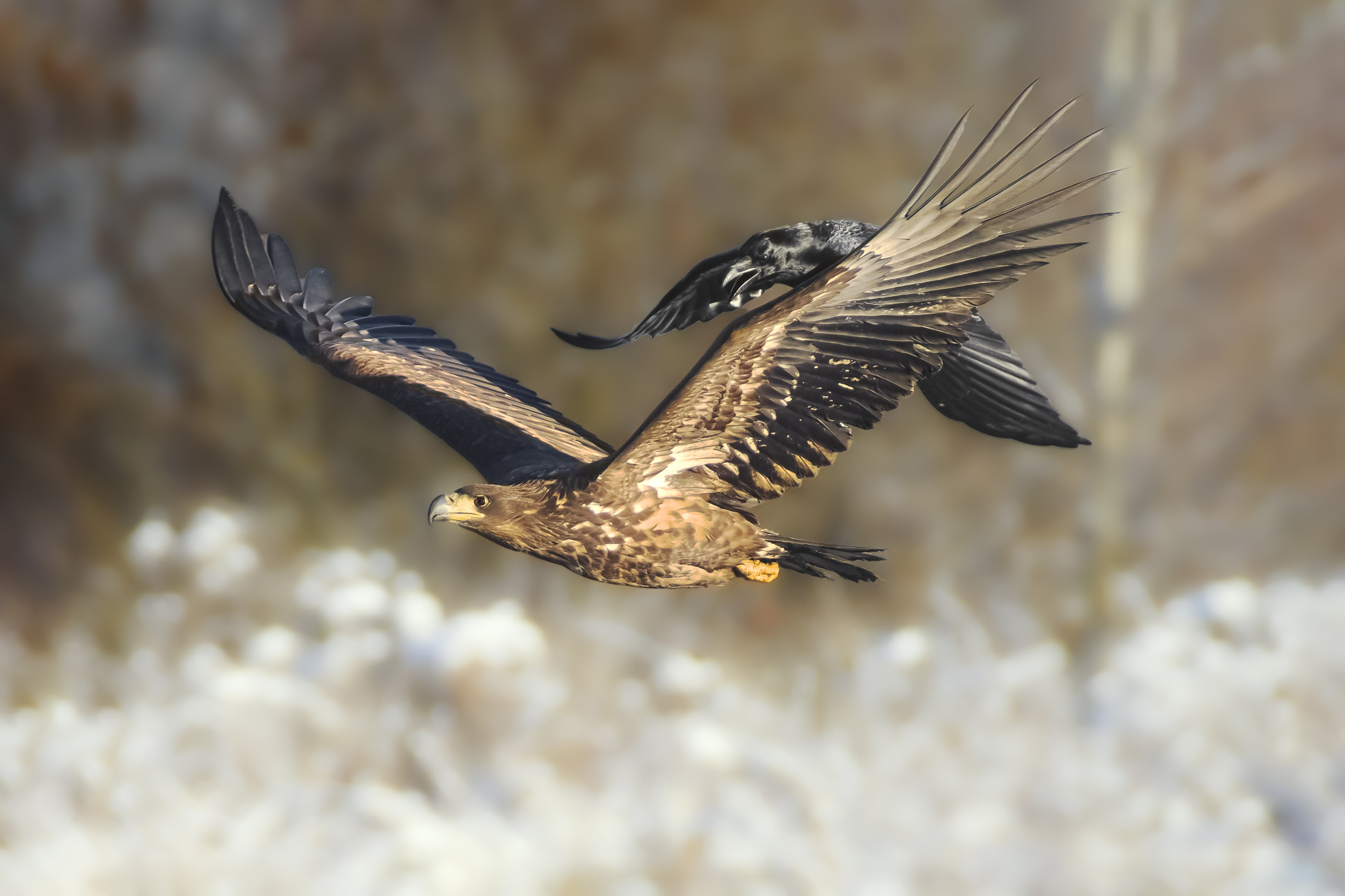 орлан-белохвост, white-tailed eagle, Haliaeetus albicilla, птица, дикая природа, eagle, хищные птицы, птицы России, birdwatching, nature, wildlife photography, close-up bird, Полина Шальнева