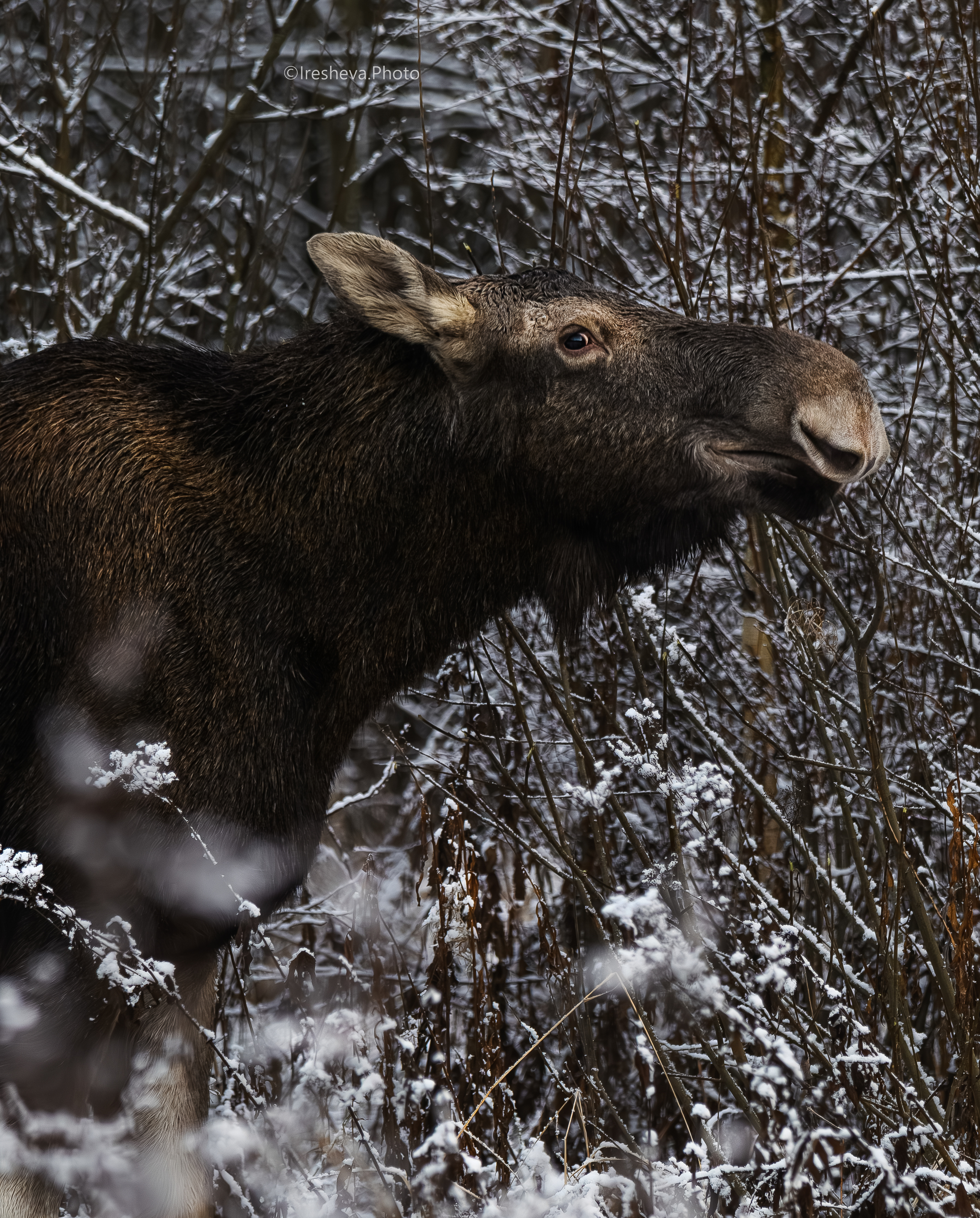 Лось , Ирешева Мария