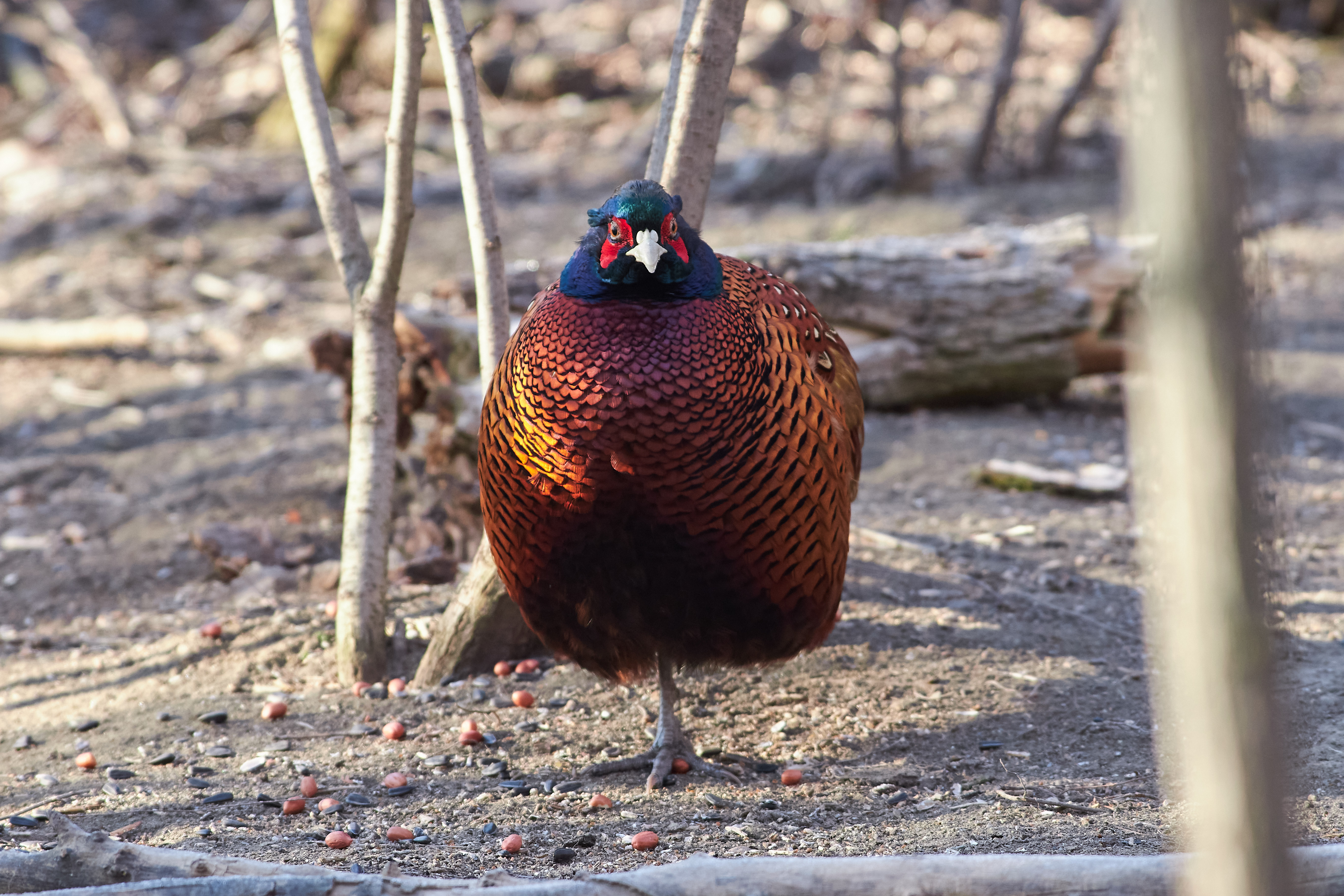фазан, , Павел Сторчилов