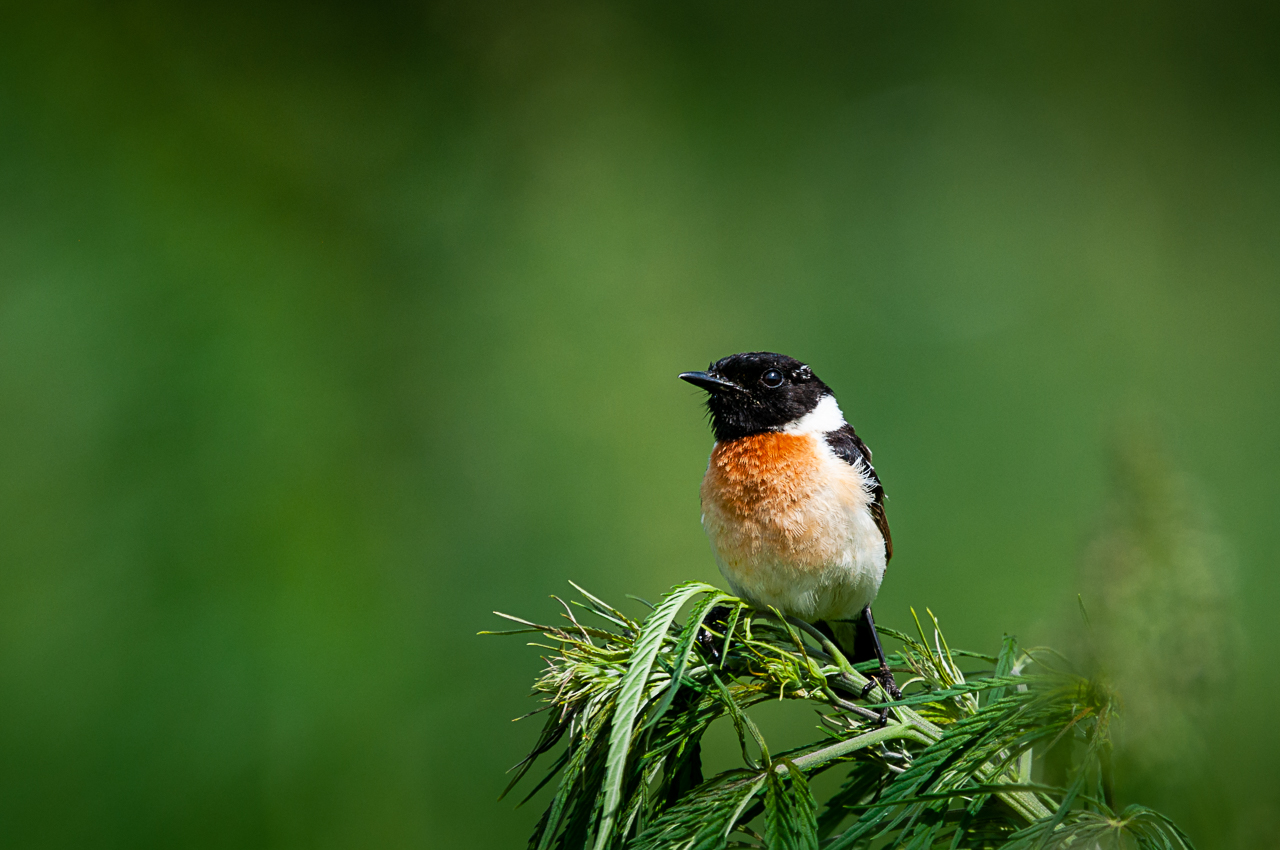 чекан, птица, Anton