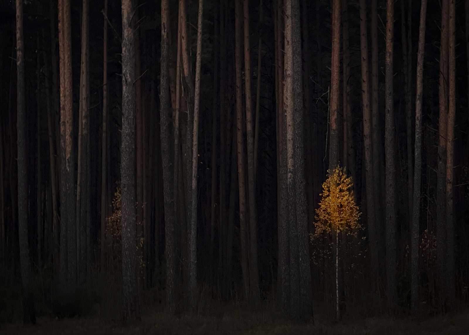 , Игорь Денисов